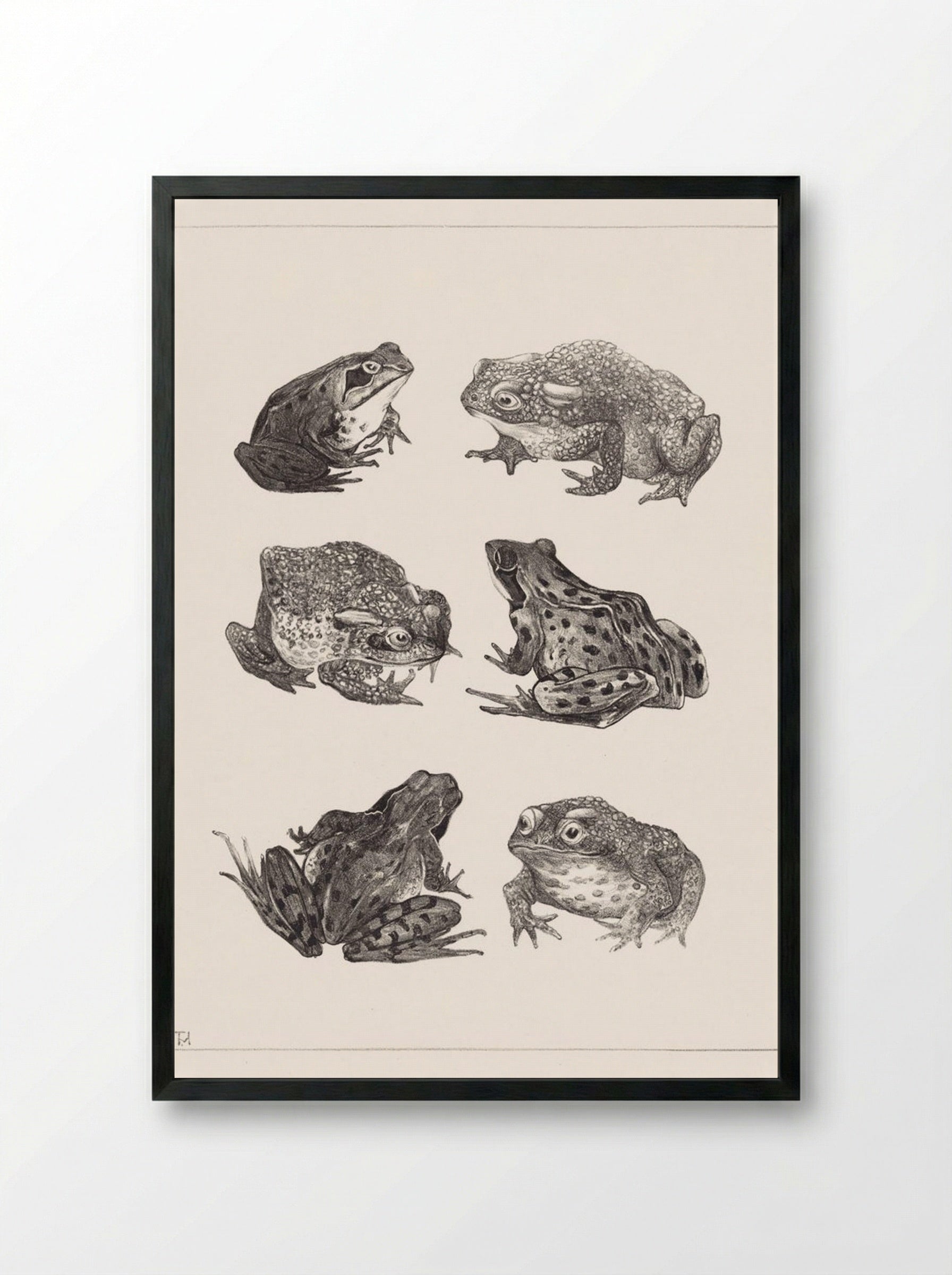 Six Frogs and Toads - Theo van Hoytema - Framed Print Black