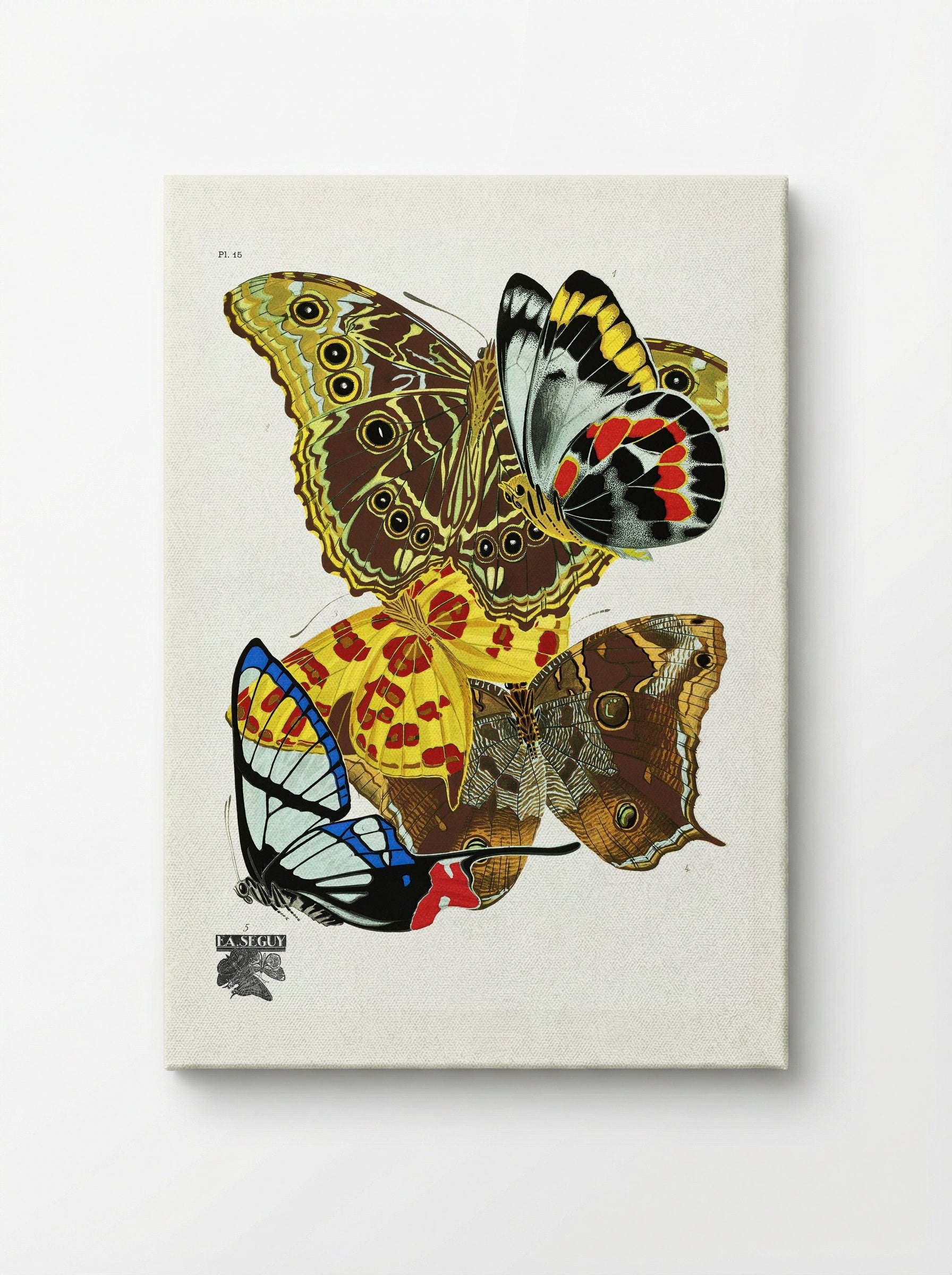Butterflies (Plate 15) - Émile-Allain Séguy - Canvas