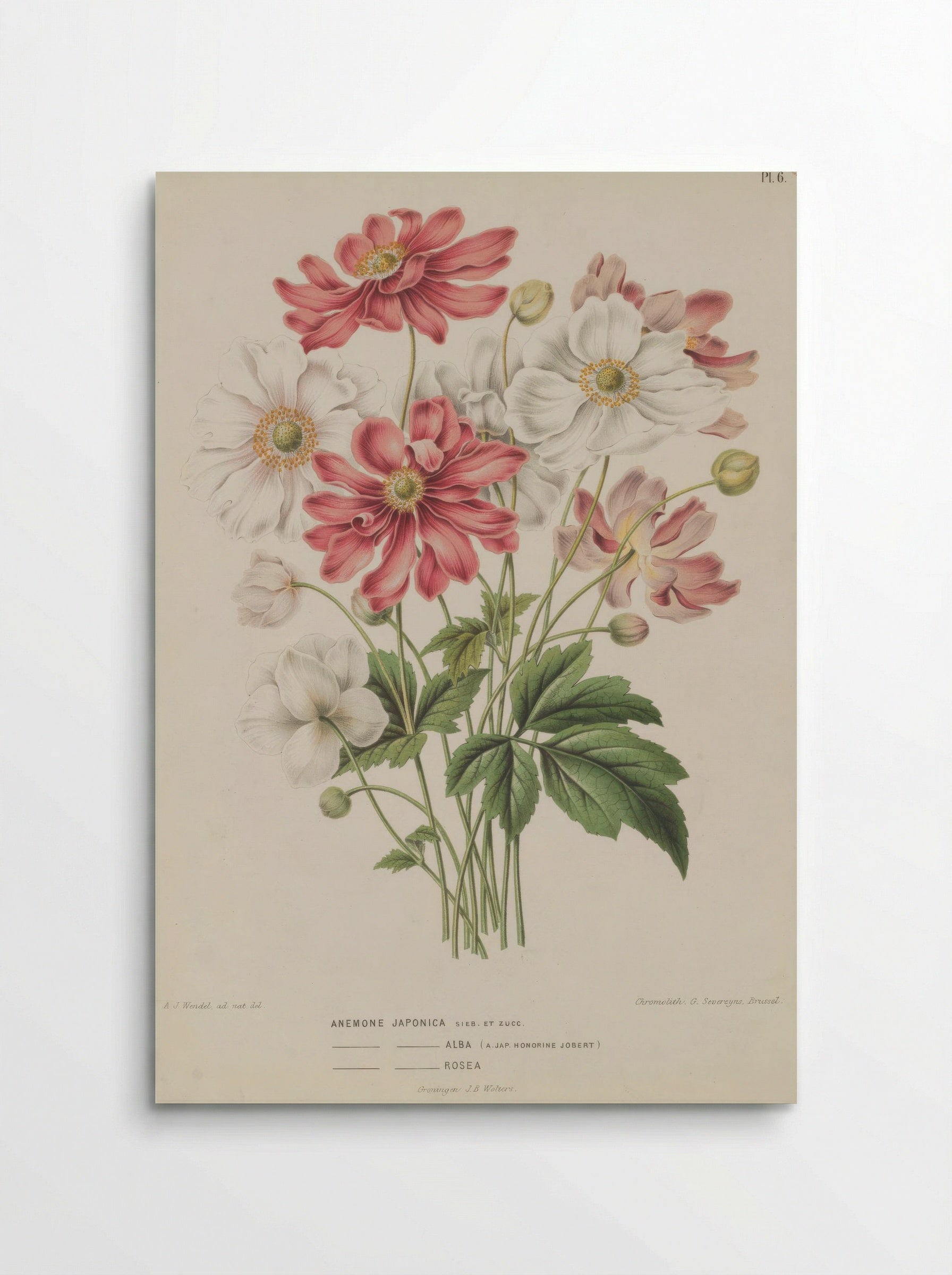 Anemone Scabiosa H.l V. Vaniot - A. J. Wendel - Poster