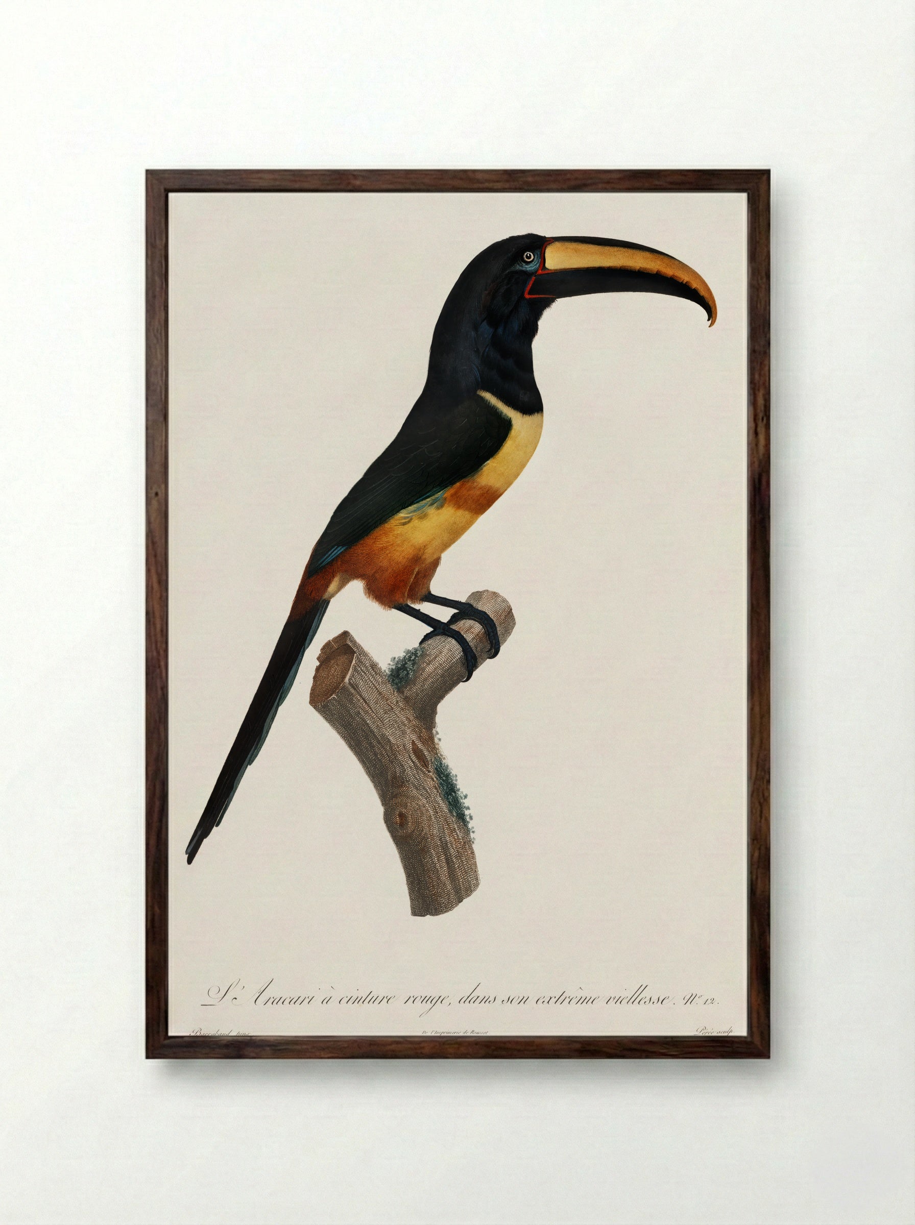 Old Red Belt Aracari - Jacques Barraband - Framed Print Dark Wood