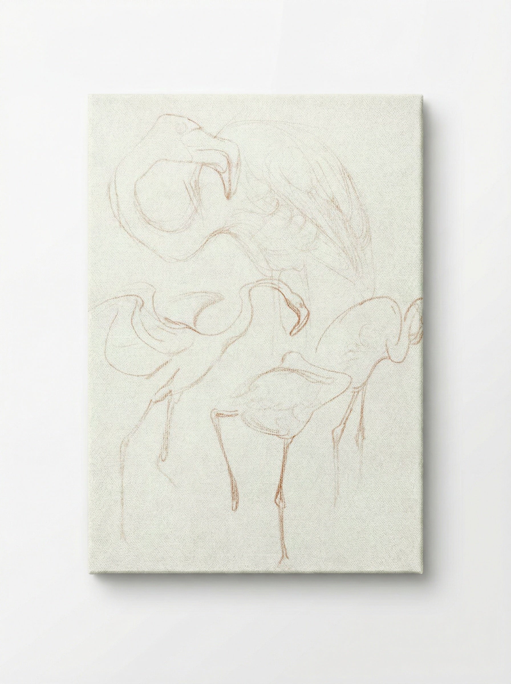 Studies of Flamingos - Theo van Hoytema - Canvas
