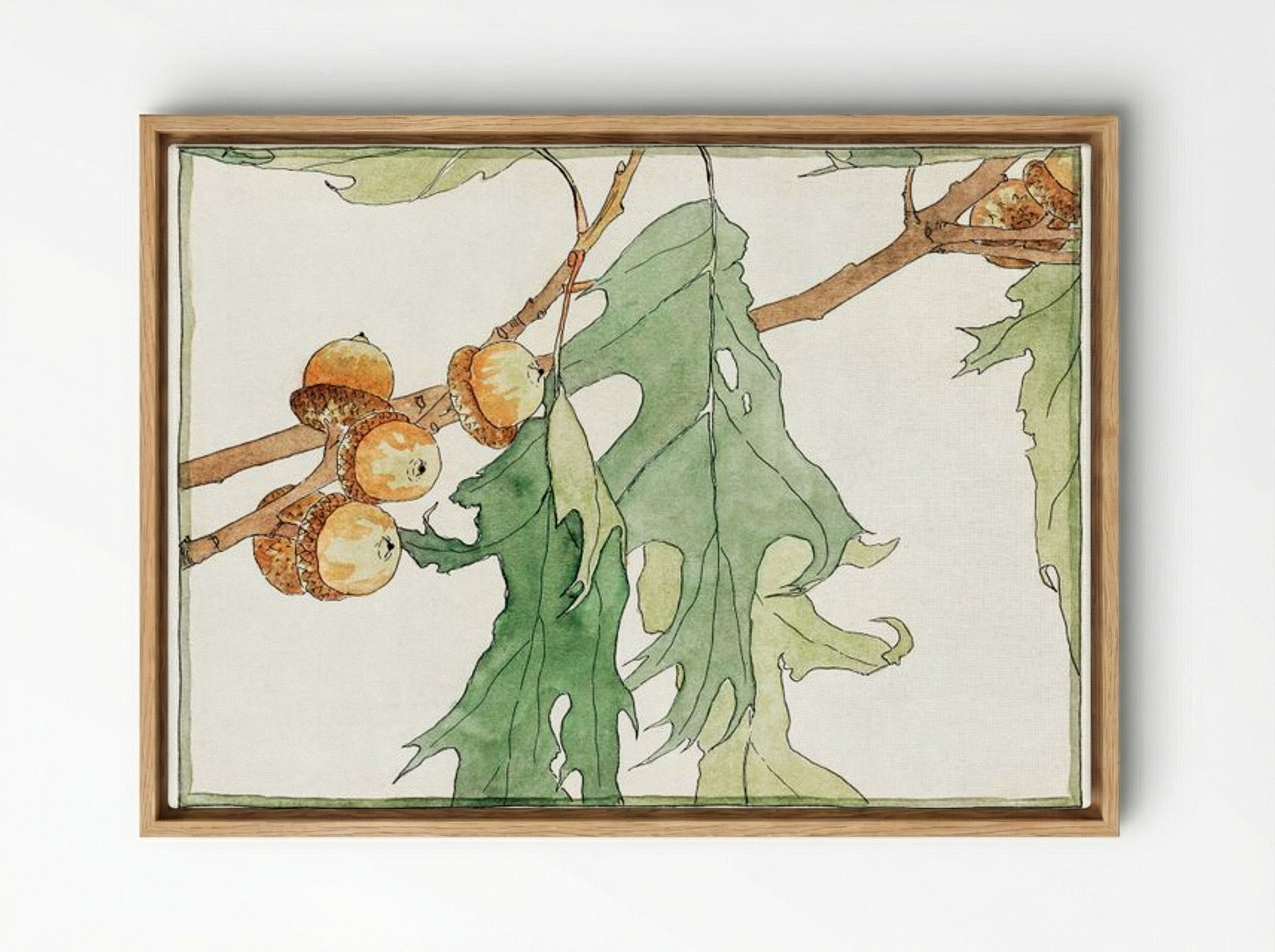 Oak Acorns - Hannah Borger Overbeck - Framed Canvas Wood