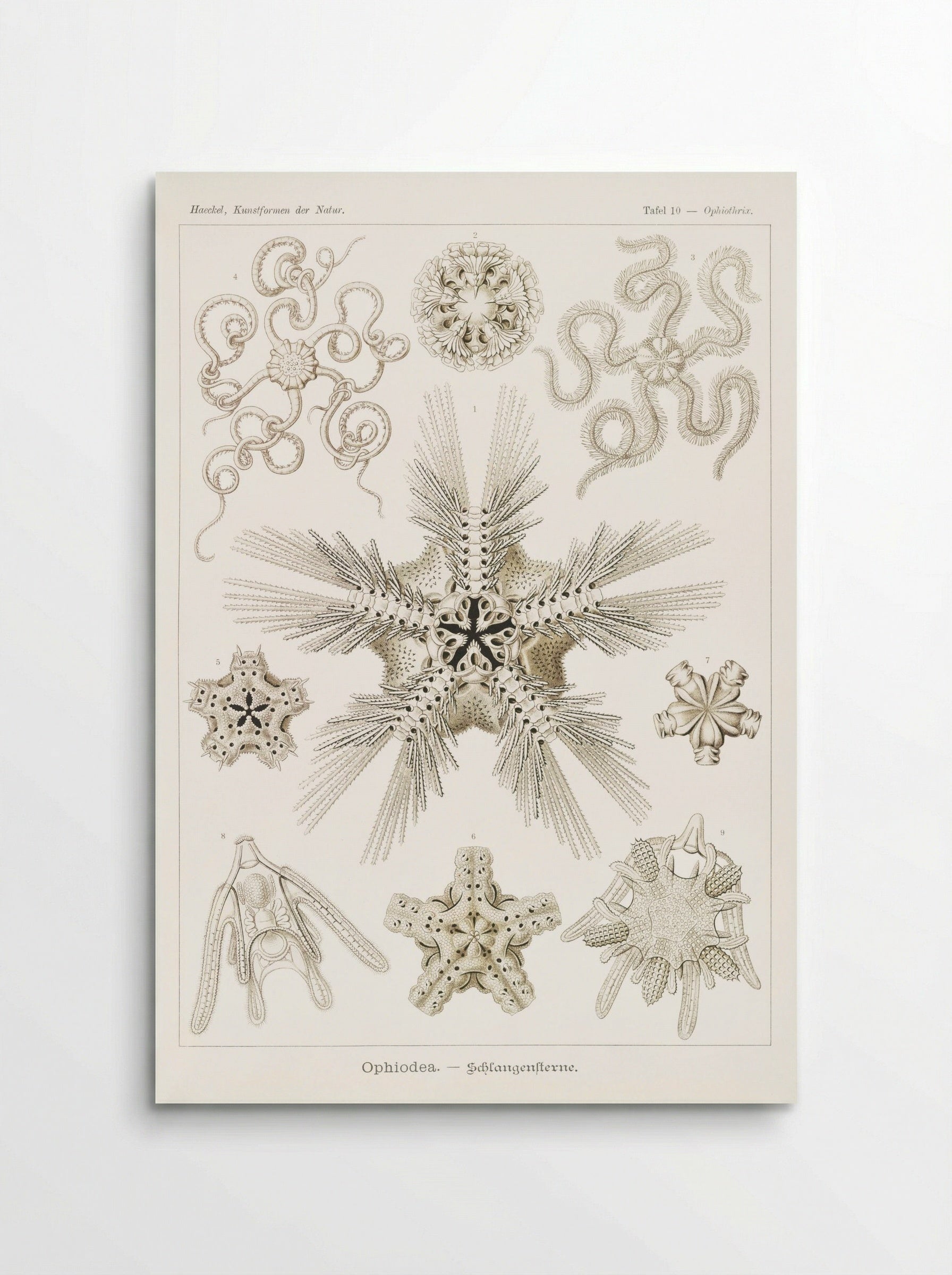 Ophiodea-Schlangensterne (1904) - Ernst Haeckel - Poster