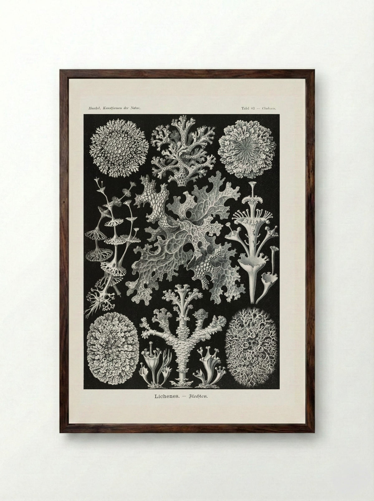 Lichenes-Flechten (1904) - Ernst Haeckel - Framed Print Dark Wood