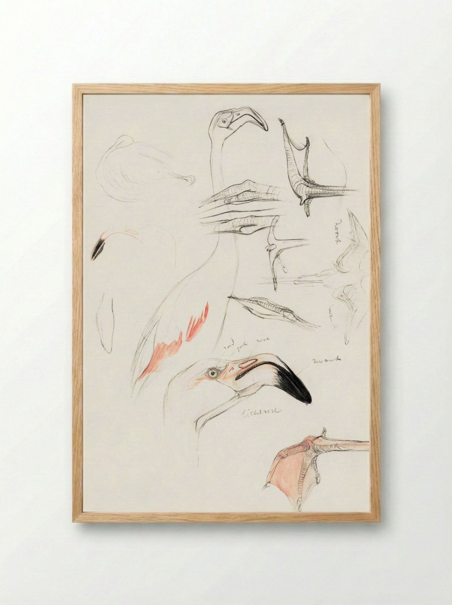Studies of a Flamingo - Theo van Hoytema - Framed Print Wood