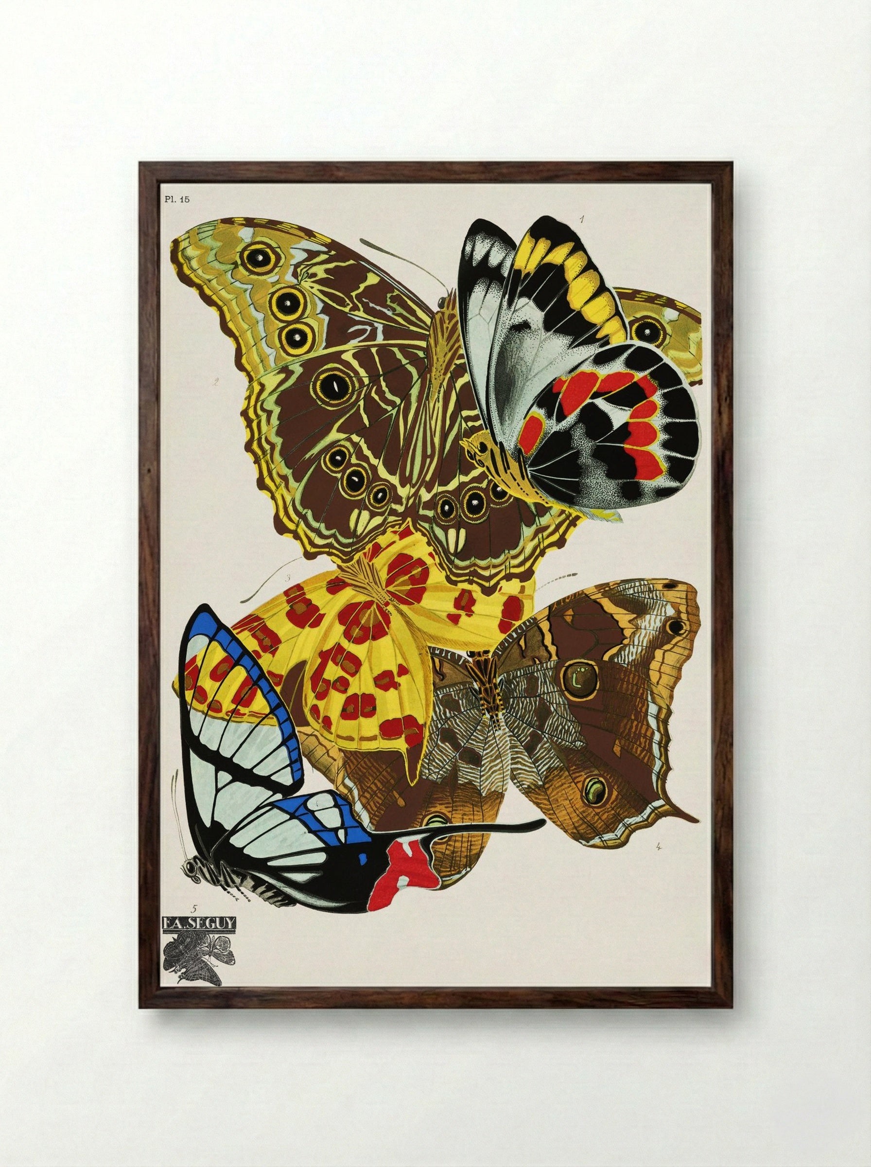 Butterflies (Plate 15) - Émile-Allain Séguy - Framed Print Dark Wood