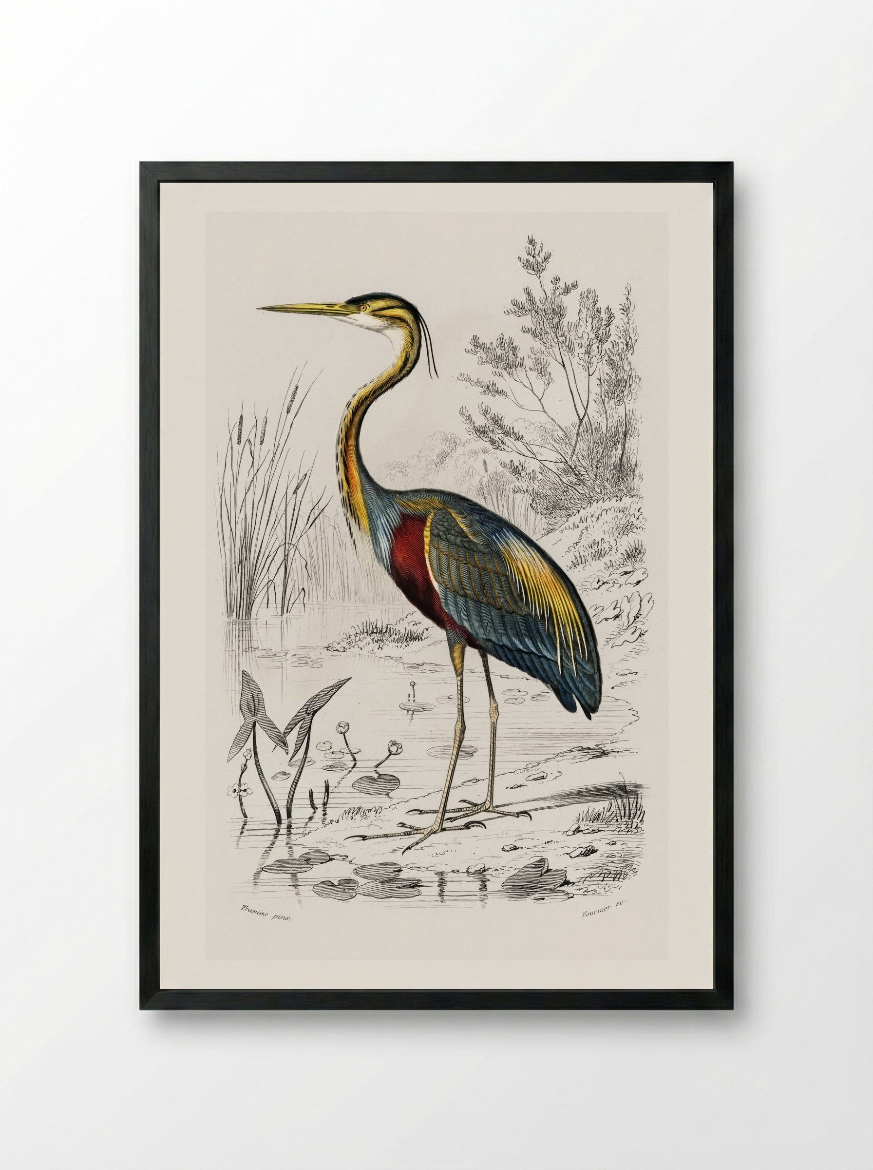Purple Heron - Charles Dessalines D'Orbigny - Framed Print Black