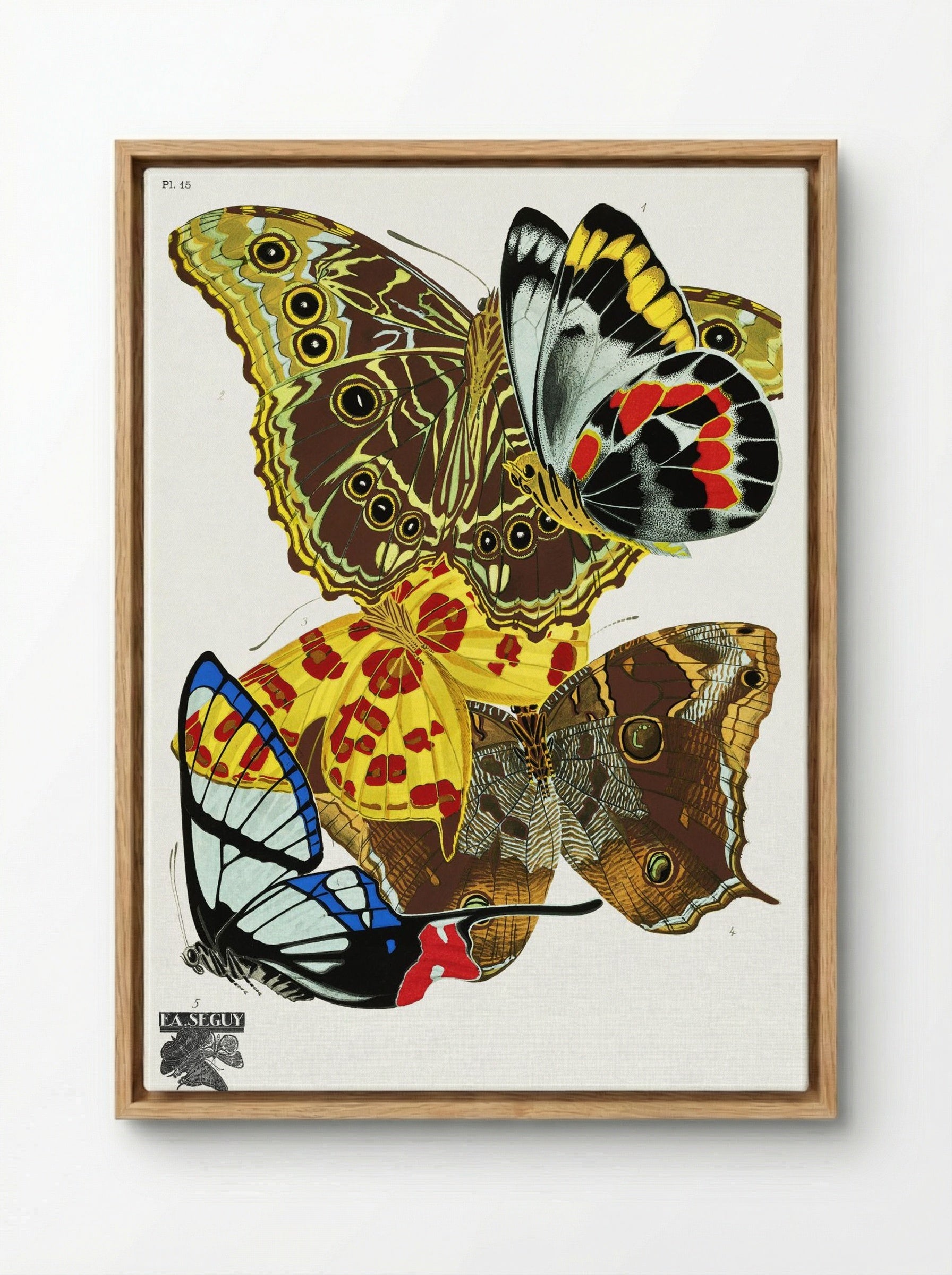 Butterflies (Plate 15) - Émile-Allain Séguy - Framed Canvas Wood