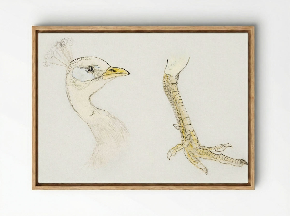 Head and Foot of a Peacock - Theo van Hoytema - Framed Canvas Wood