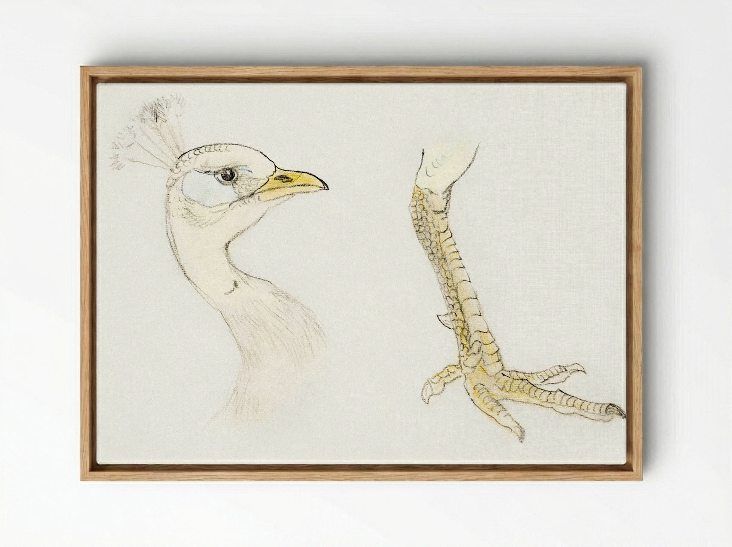 Head and Foot of a Peacock - Theo van Hoytema - Framed Canvas Wood