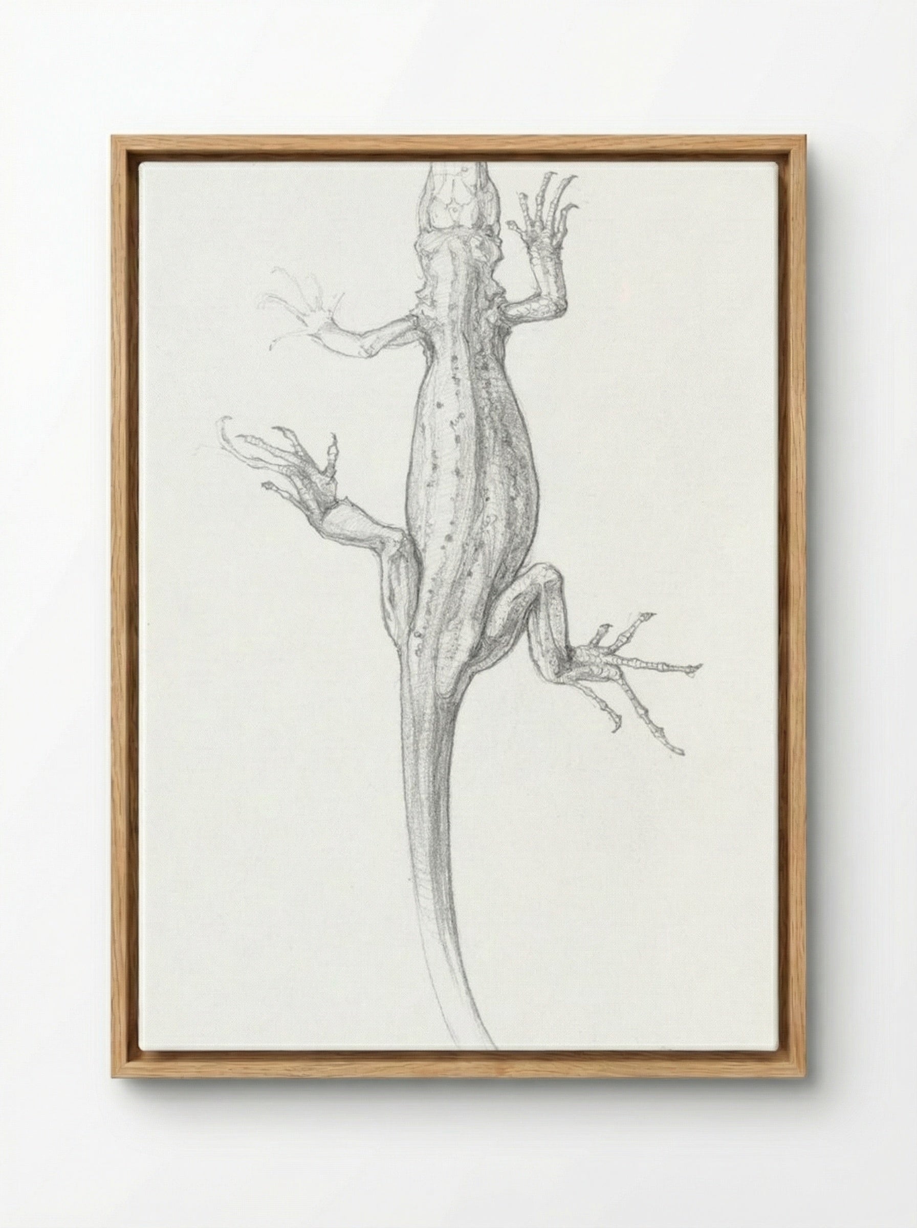 Sketch of a Lizard - Julie de Graag - Framed Canvas Wood