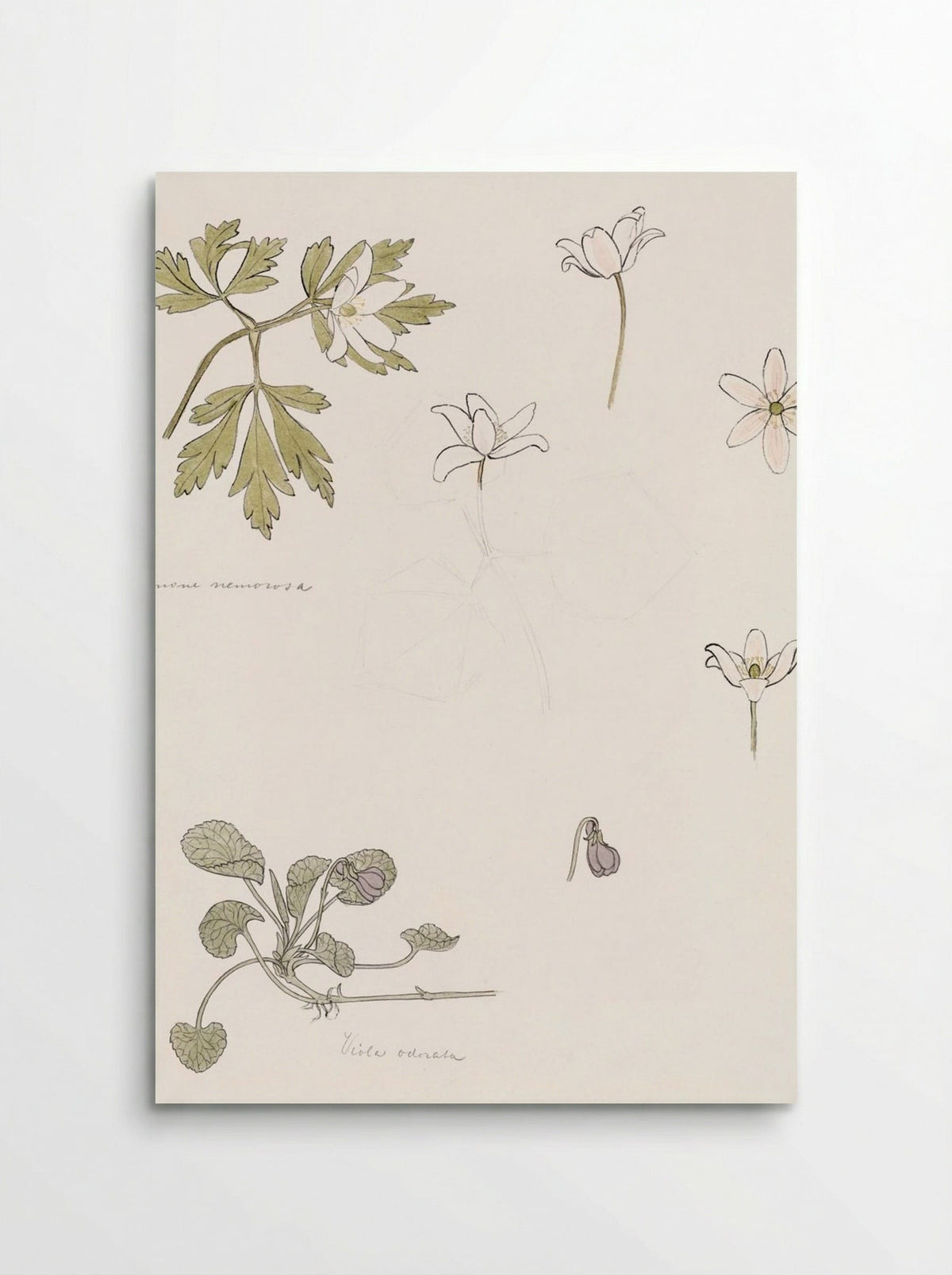 Sketches of Wood Anemone and Sweet Violet - Julie de Graag - Poster