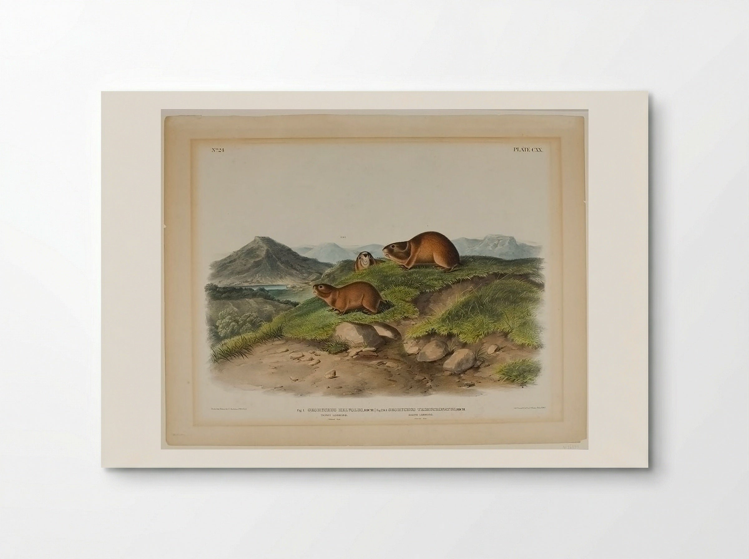 Tawny Lemming and Back's Lemming - John James Audubon - Poster