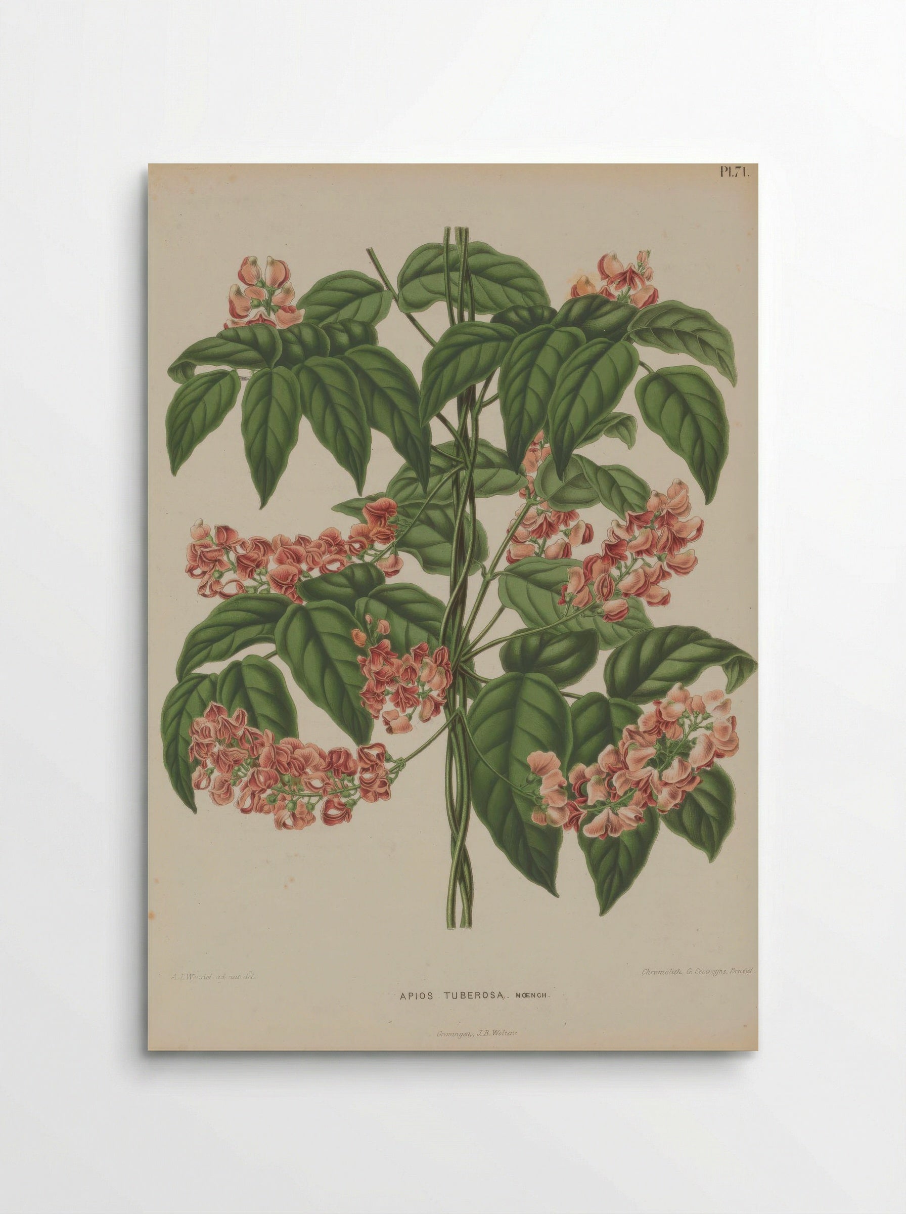 Apios Americana Medik. - A. J. Wendel - Poster