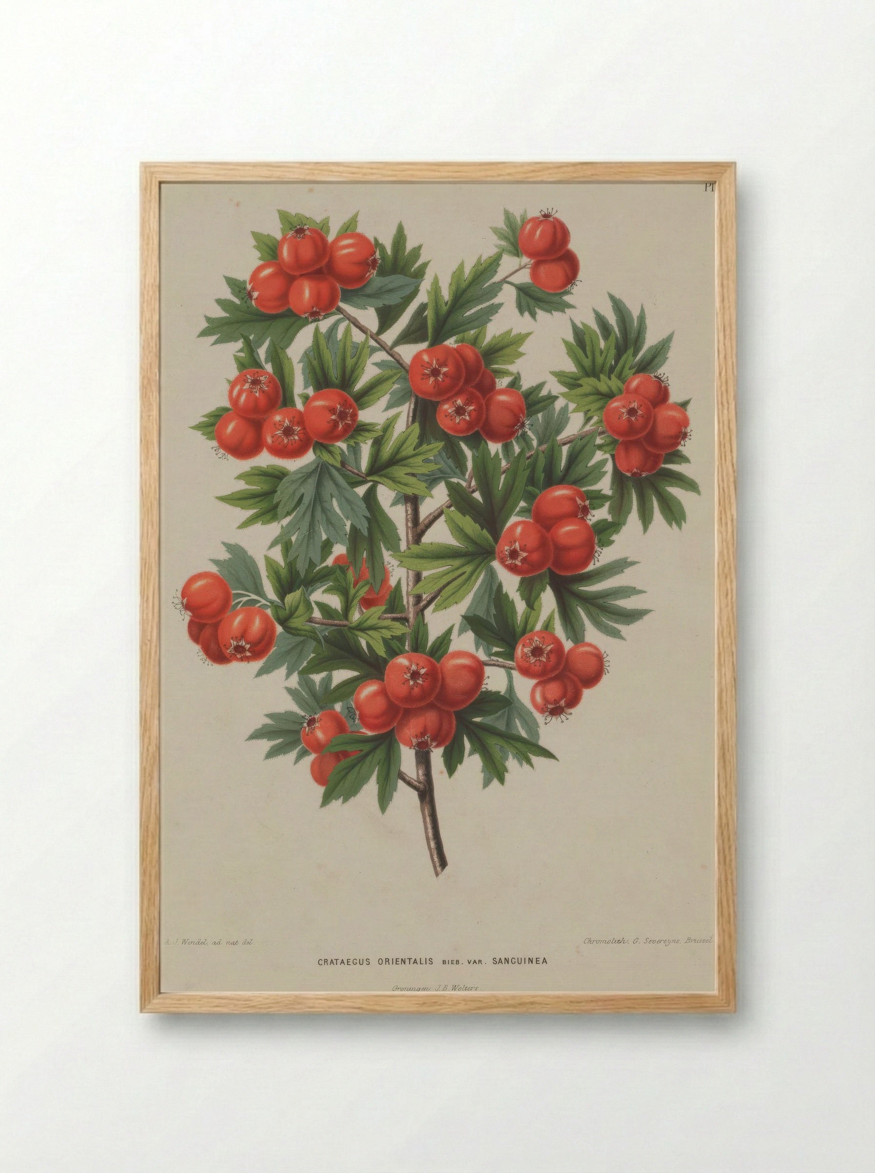 Crataegus Orientalis Pallas Ex Bieb. - A. J. Wendel - Framed Print Wood