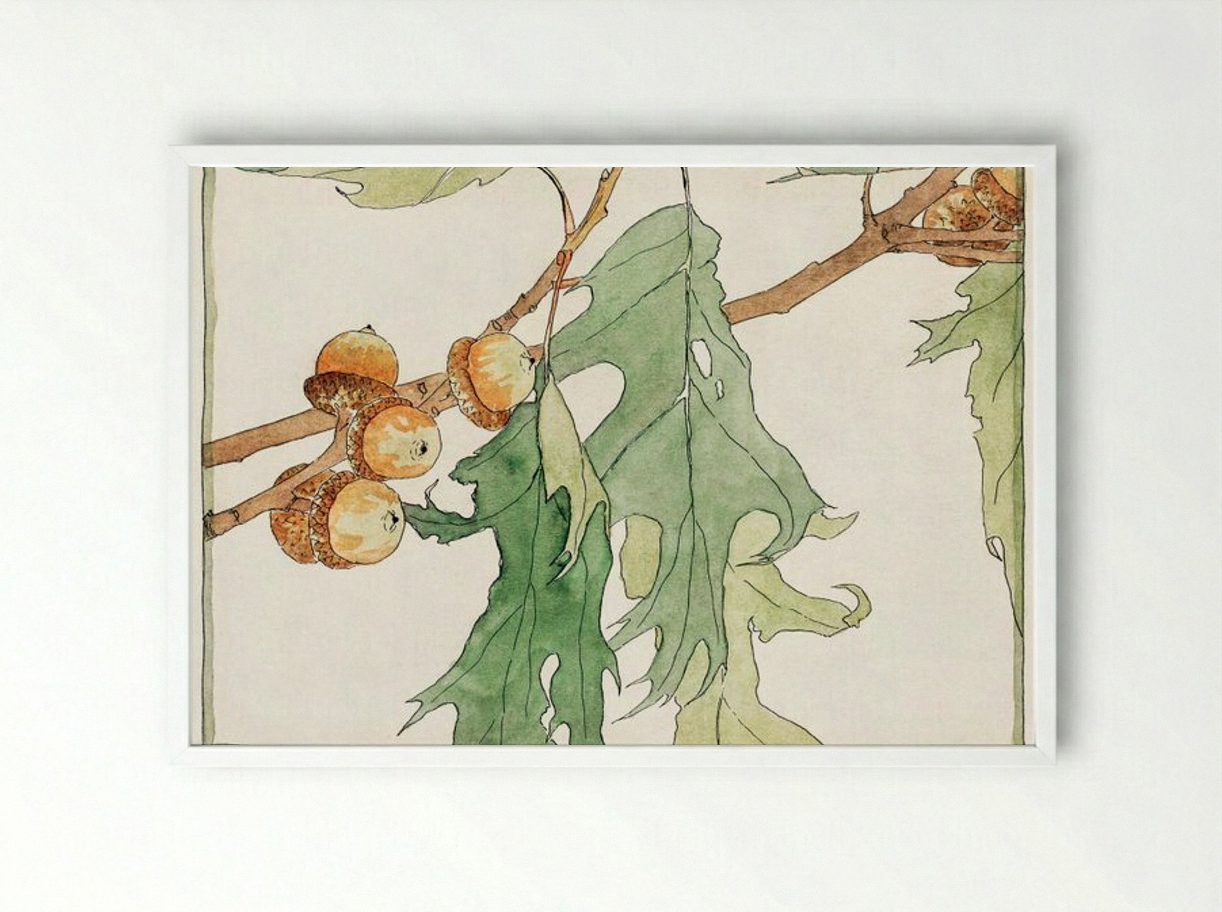 Oak Acorns - Hannah Borger Overbeck - Framed Print White
