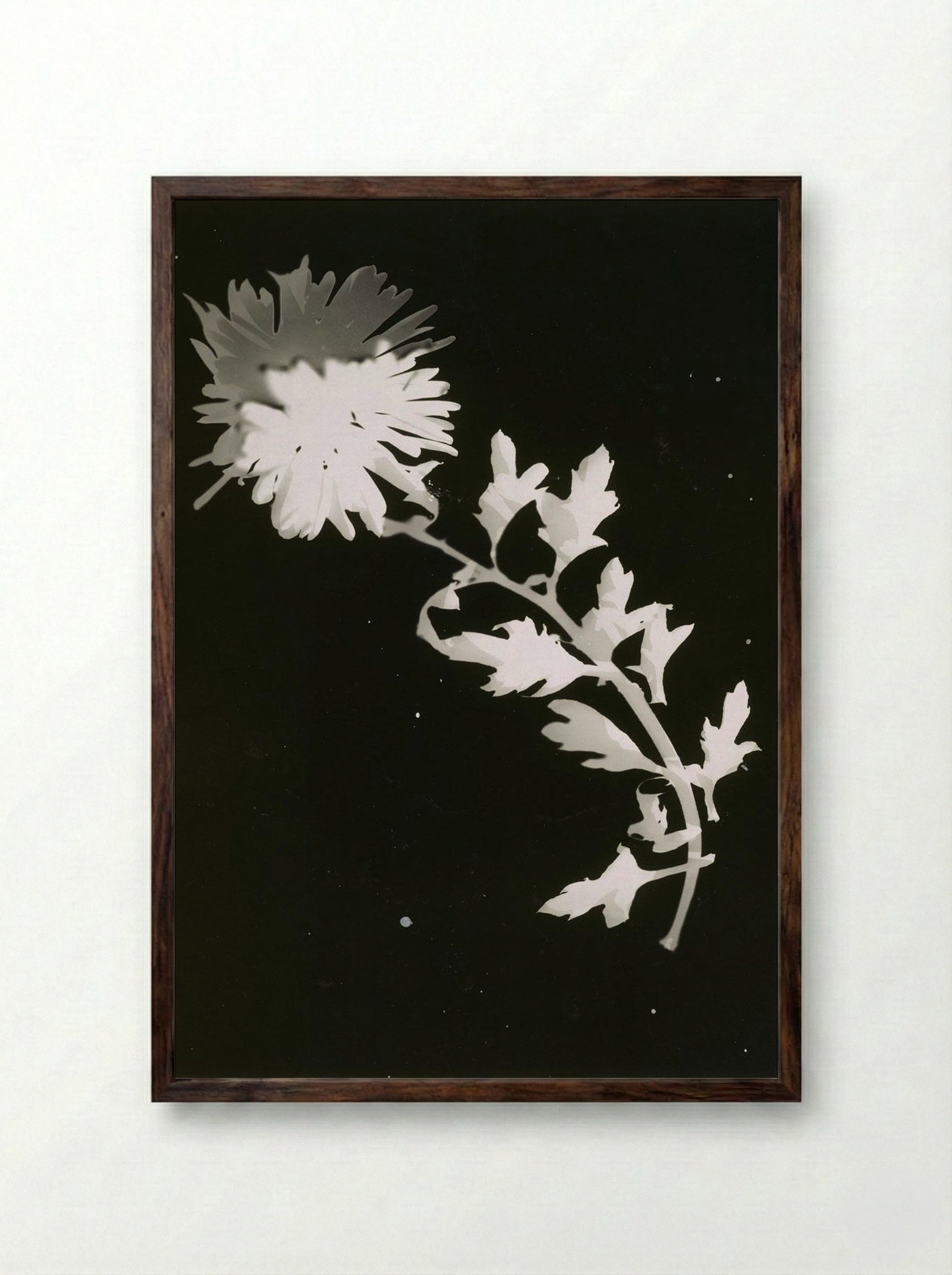 Untitled (Chrysanthemum Photogram) - Fine Art Print - Framed Print Dark Wood