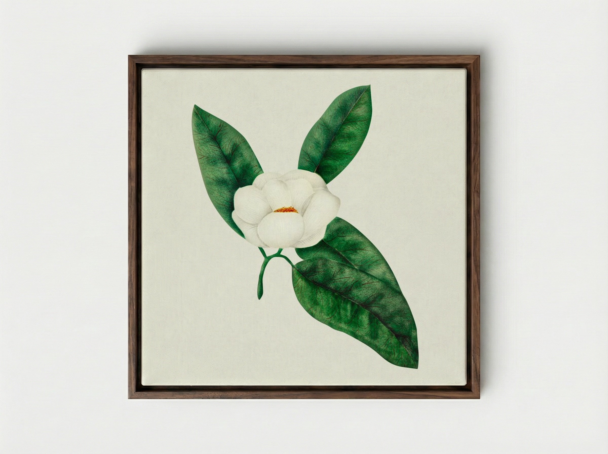 Magnolia - Mary Altha Nims - Framed Canvas Dark Wood