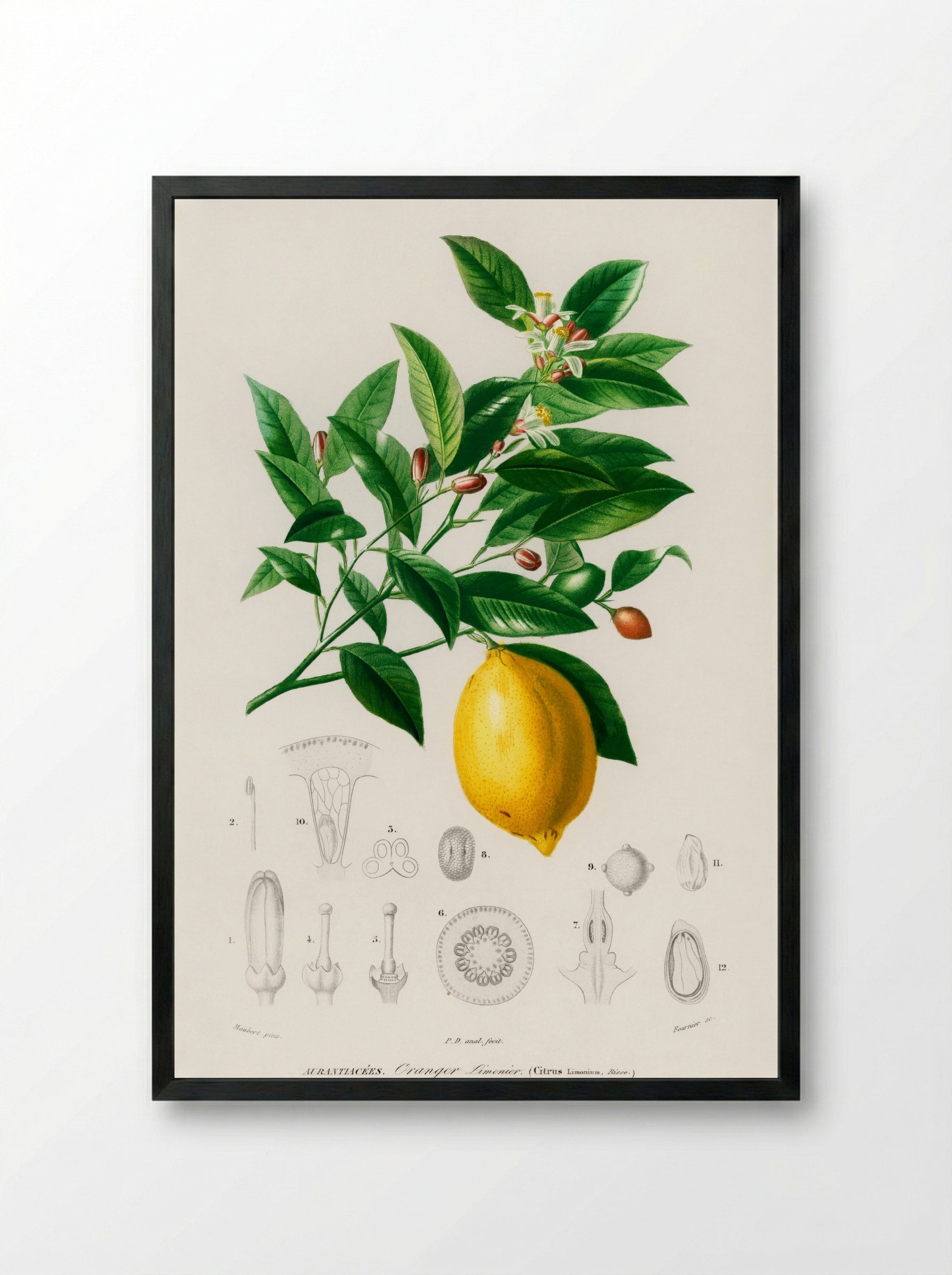 Lemon (Citrus Limonium) - Charles Dessalines D' Orbigny - Framed Print Black