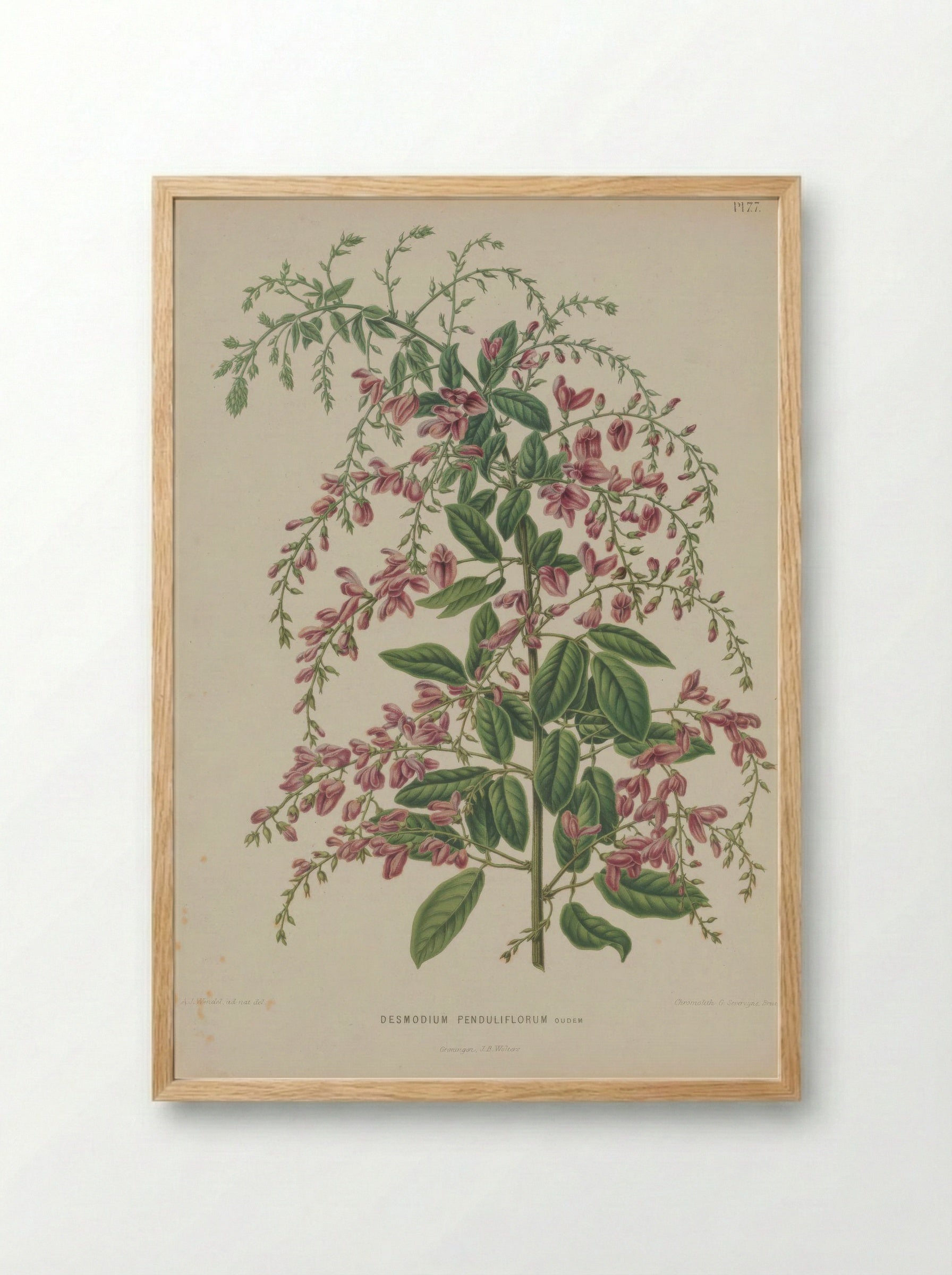 Desmodium thunbergii – A.J. Wendel - Framed Print Wood
