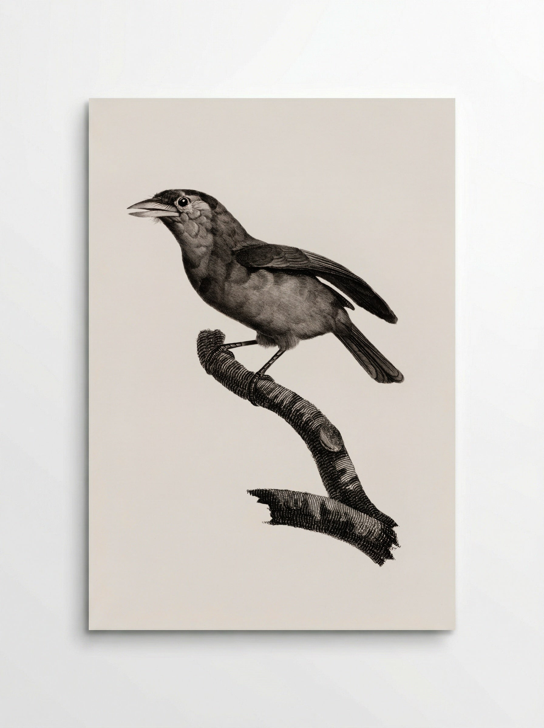 Blue-throated Barbet - Jacques Barraband - Poster