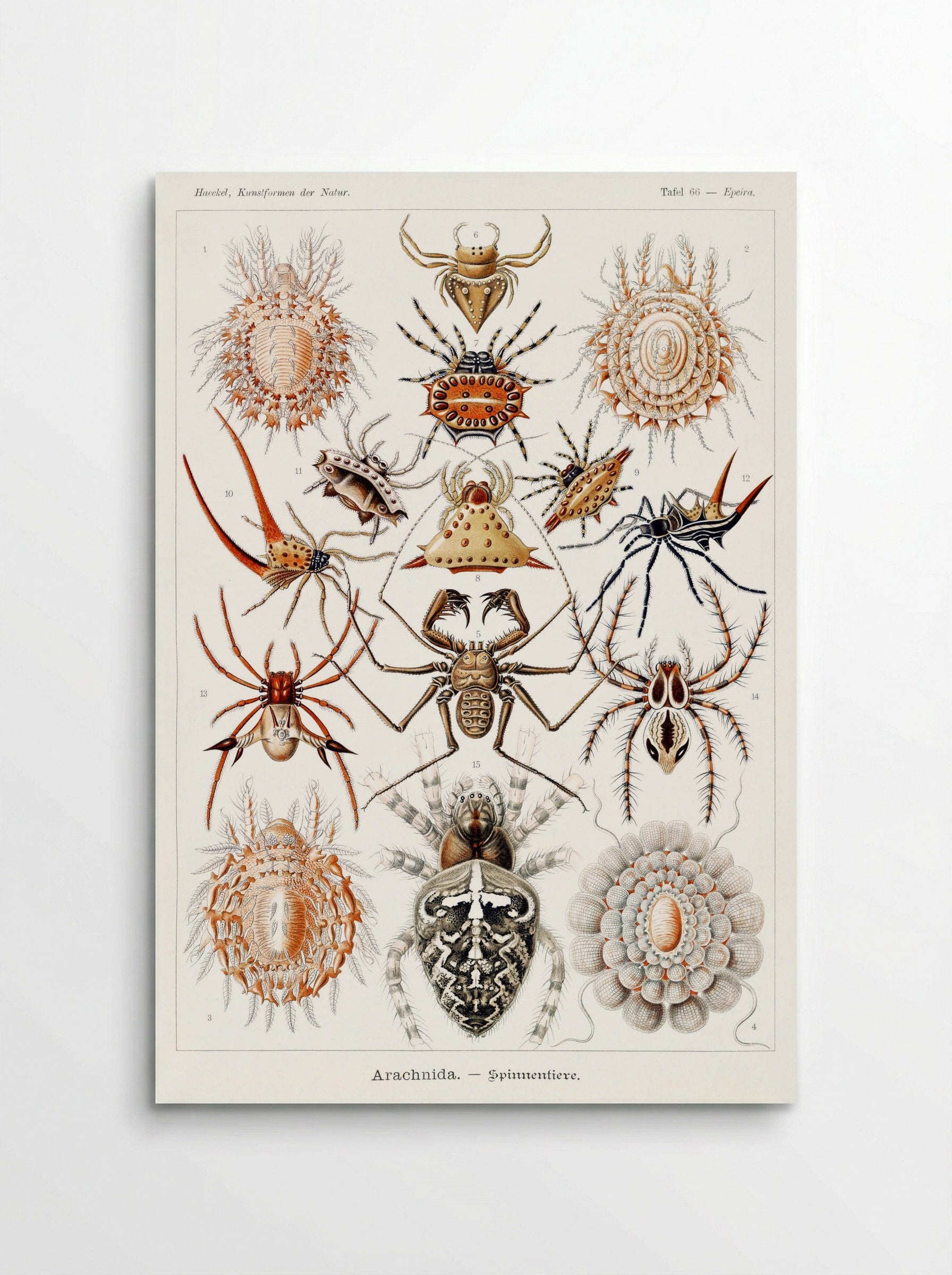 Arachnida-Spinnentiere (1904) - Ernst Haeckel - Poster