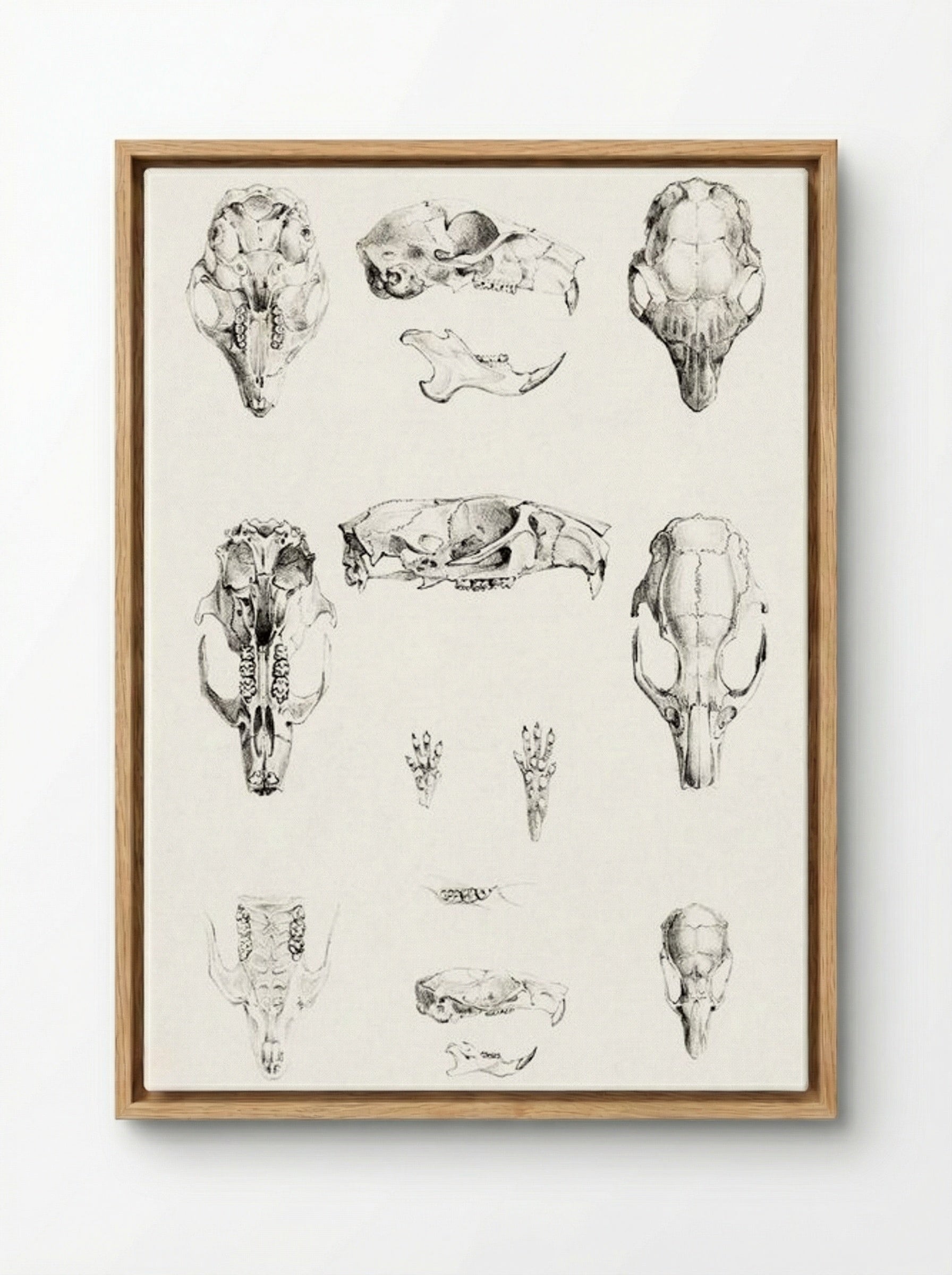 Knaagdierschedels (Rodent Skulls) - Theo van Hoytema - Framed Canvas Wood