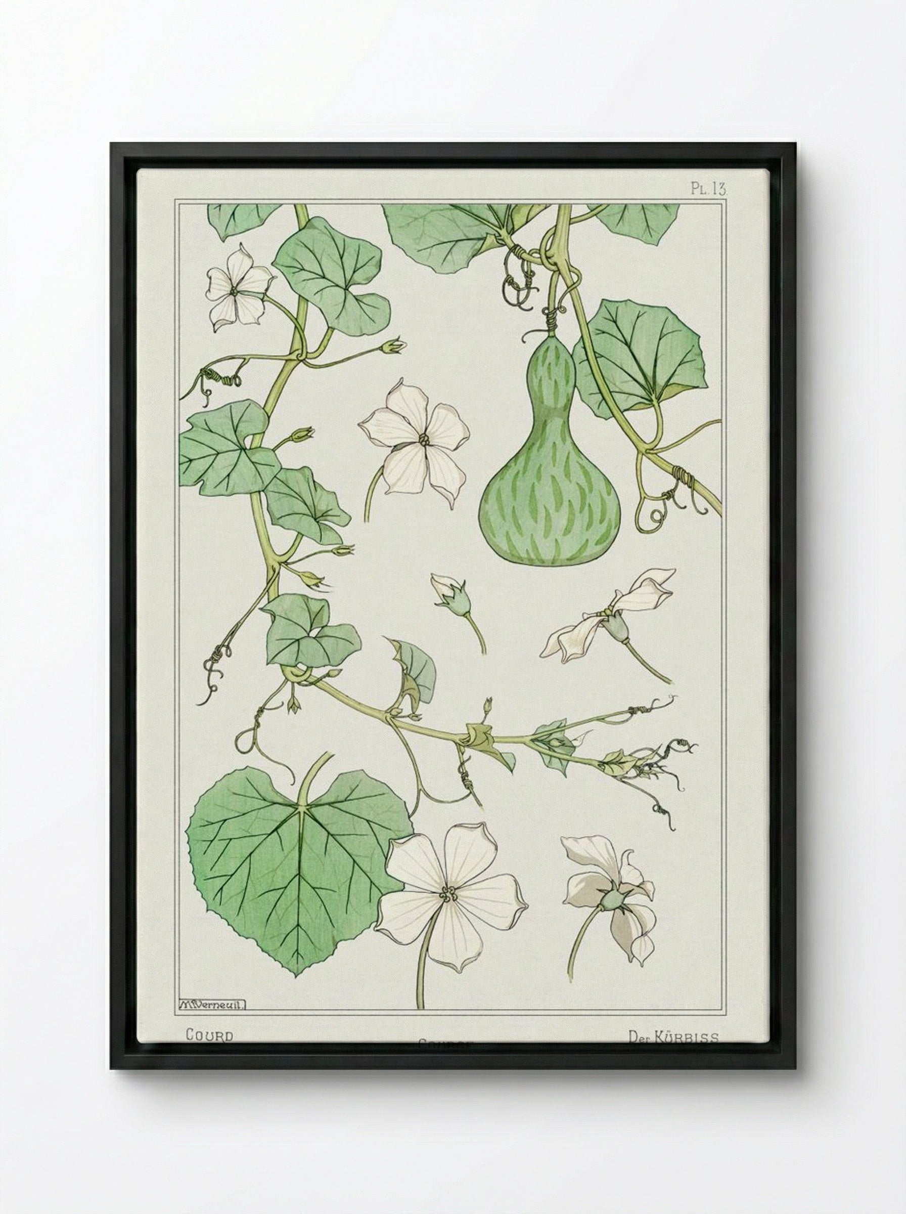 Courge (White-Flowered Gourd) - Maurice Pillard Verneuil - Framed Canvas Black