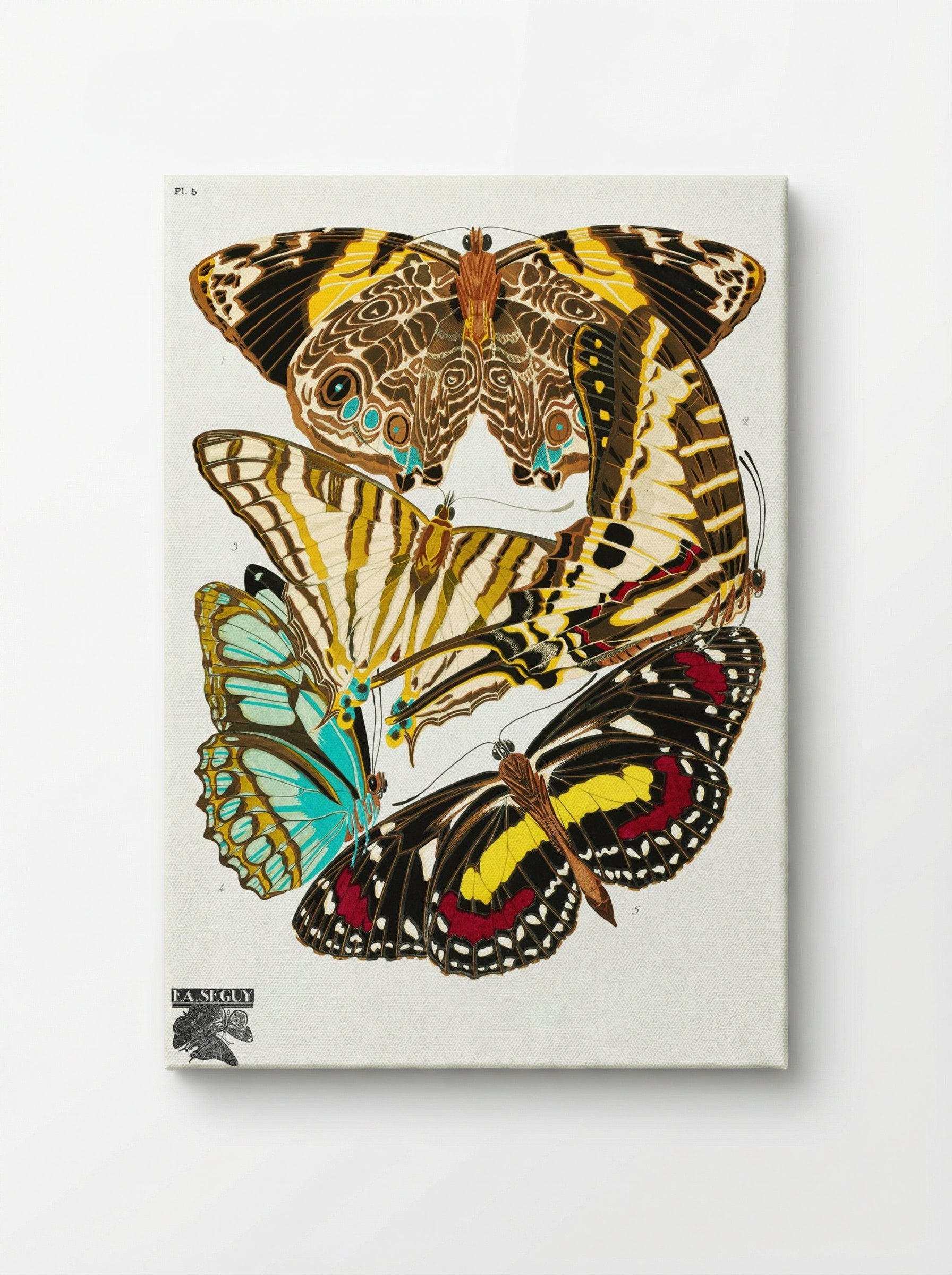Butterflies, Plate 5 - Émile-Allain Séguy - Canvas
