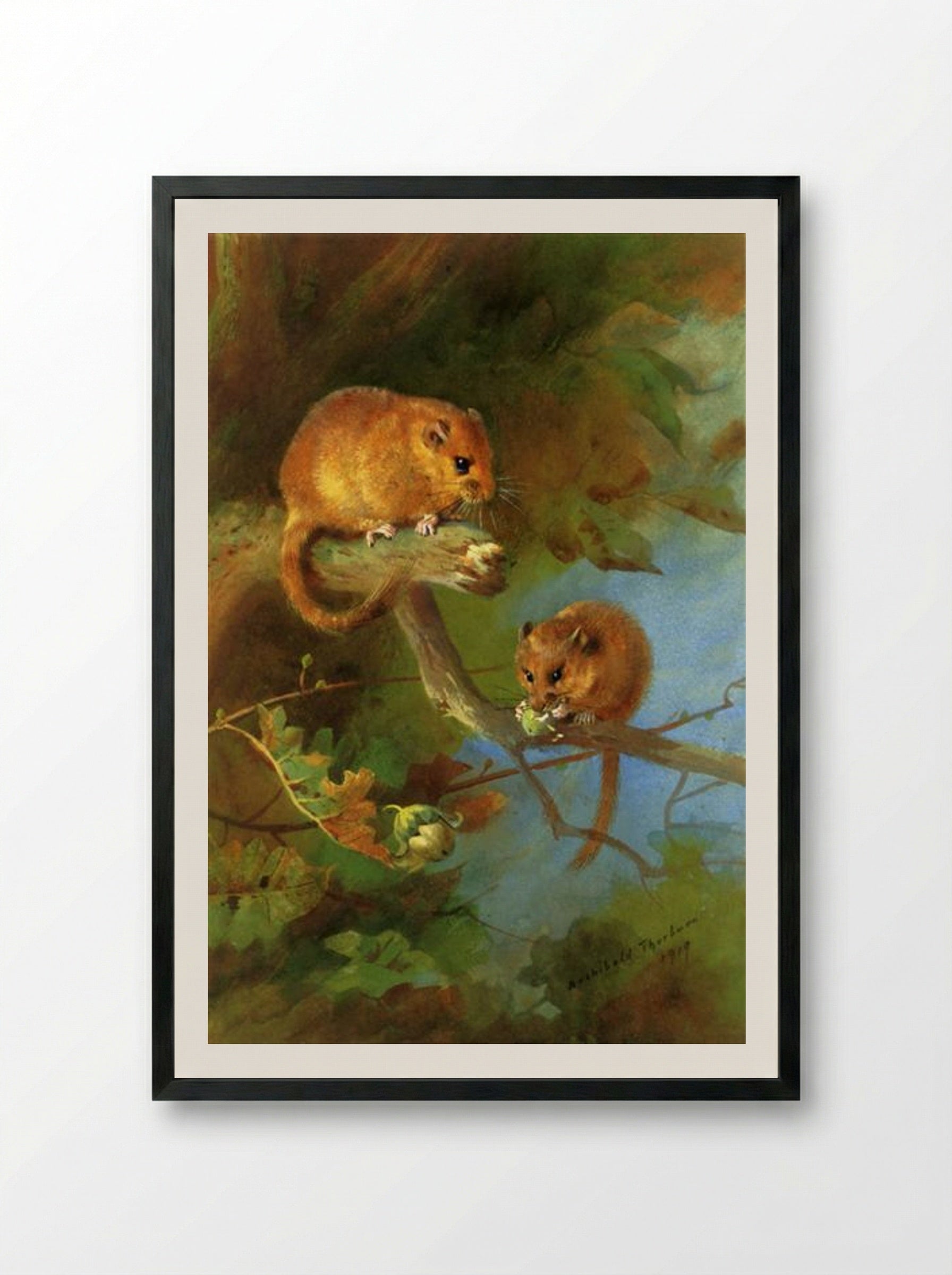 Dormice - Archibald Thorburn - Framed Print Black