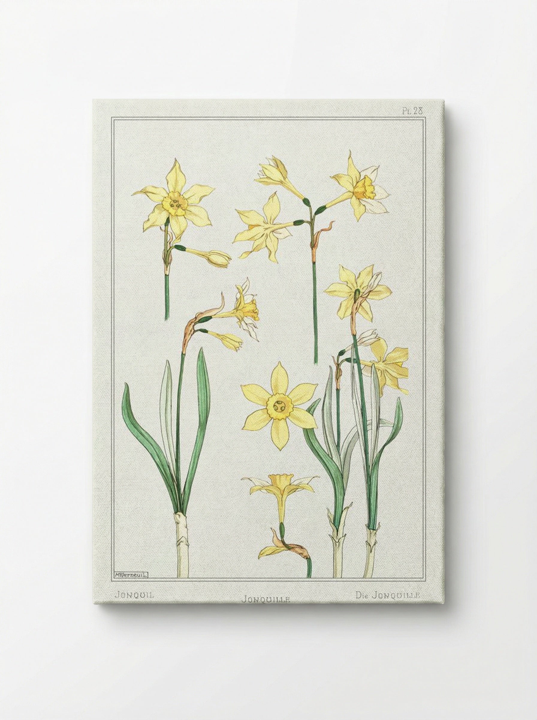Jonquille or Jonquil - Maurice Pillard Verneuil - Canvas