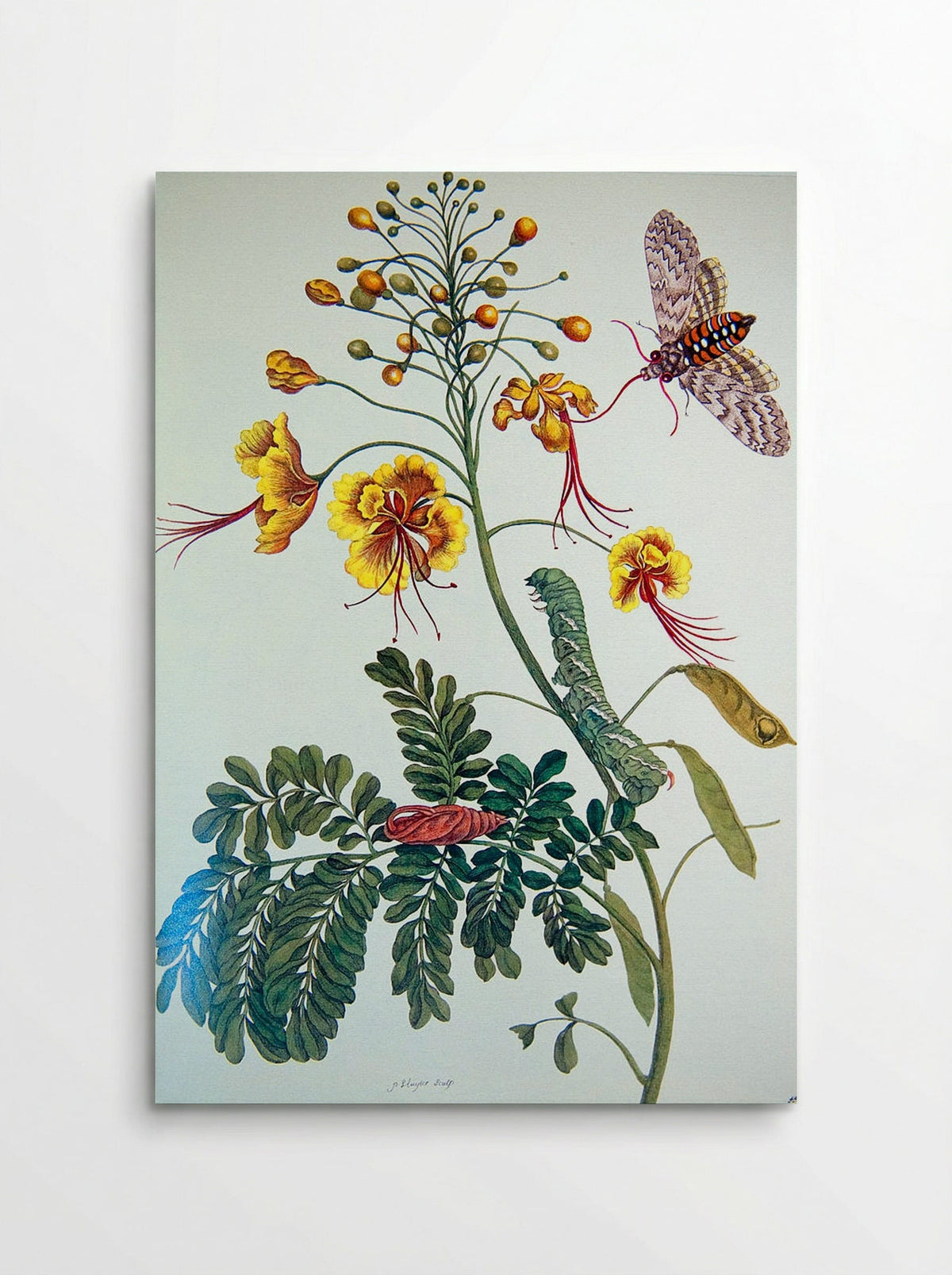 From Metamorphosis insectorum Surinamensium, Plate XLV - Maria Sibylla Merian - Poster