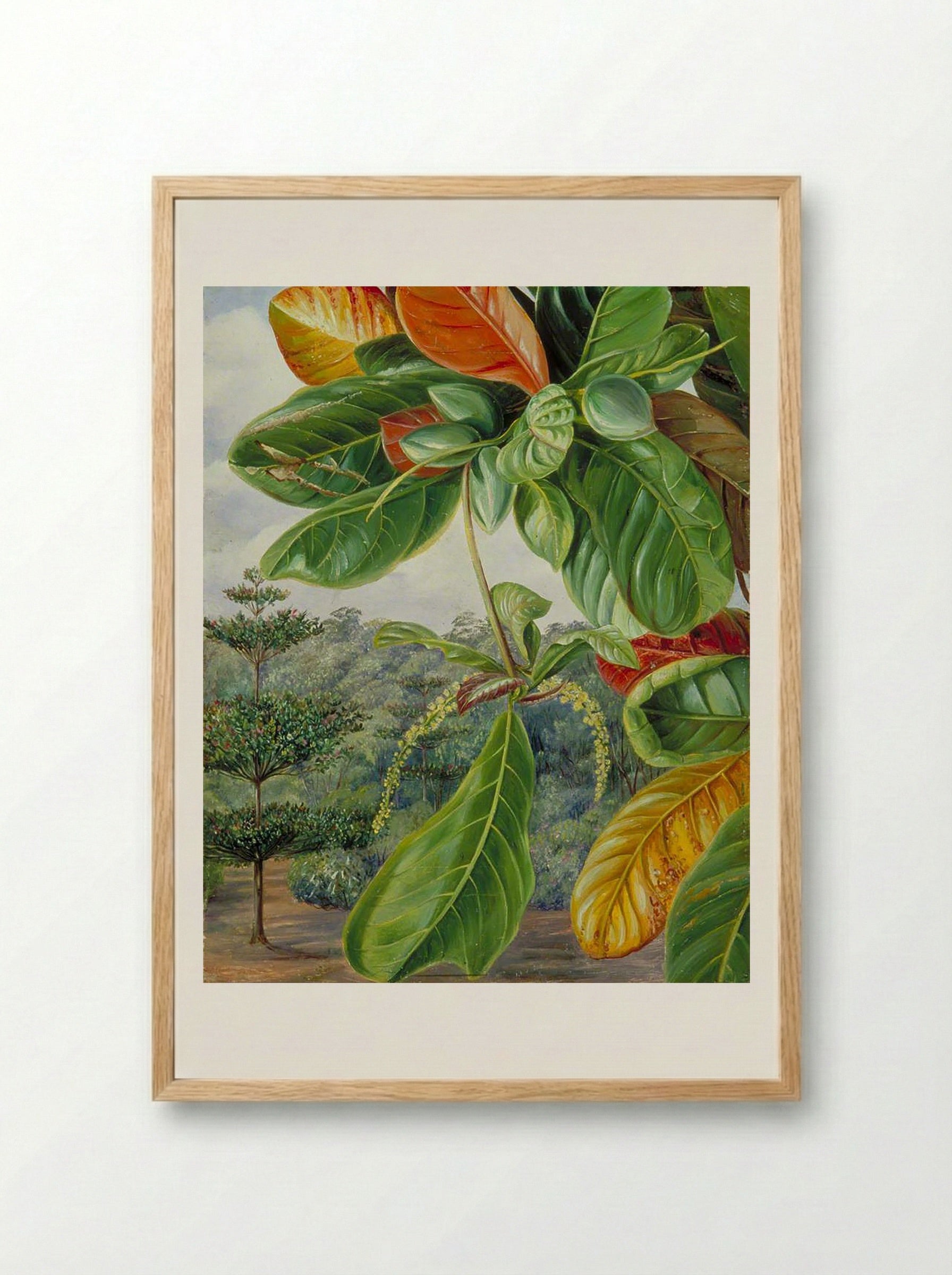 Indian Almond, Terminalia Catappa - Marianne North - Framed Print Wood