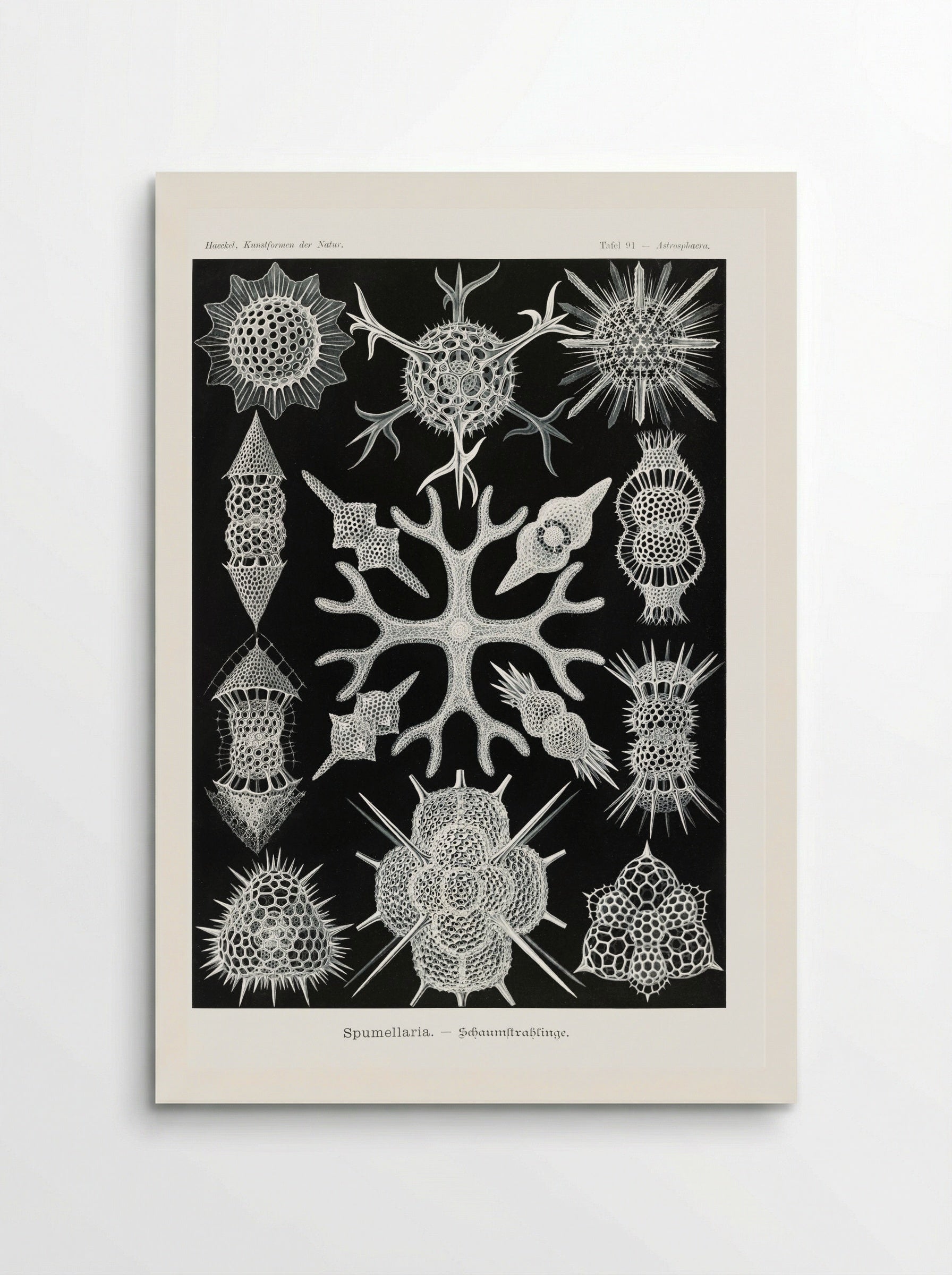 Spumellaria-Schaumstrahlinge (1904) - Ernst Haeckel - Poster