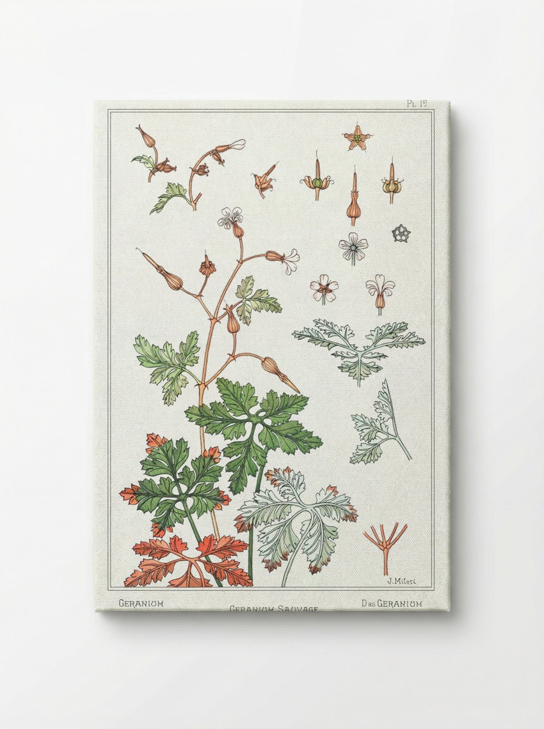 Geranium sauvage (Geranium) - Maurice Pillard Verneuil - Canvas
