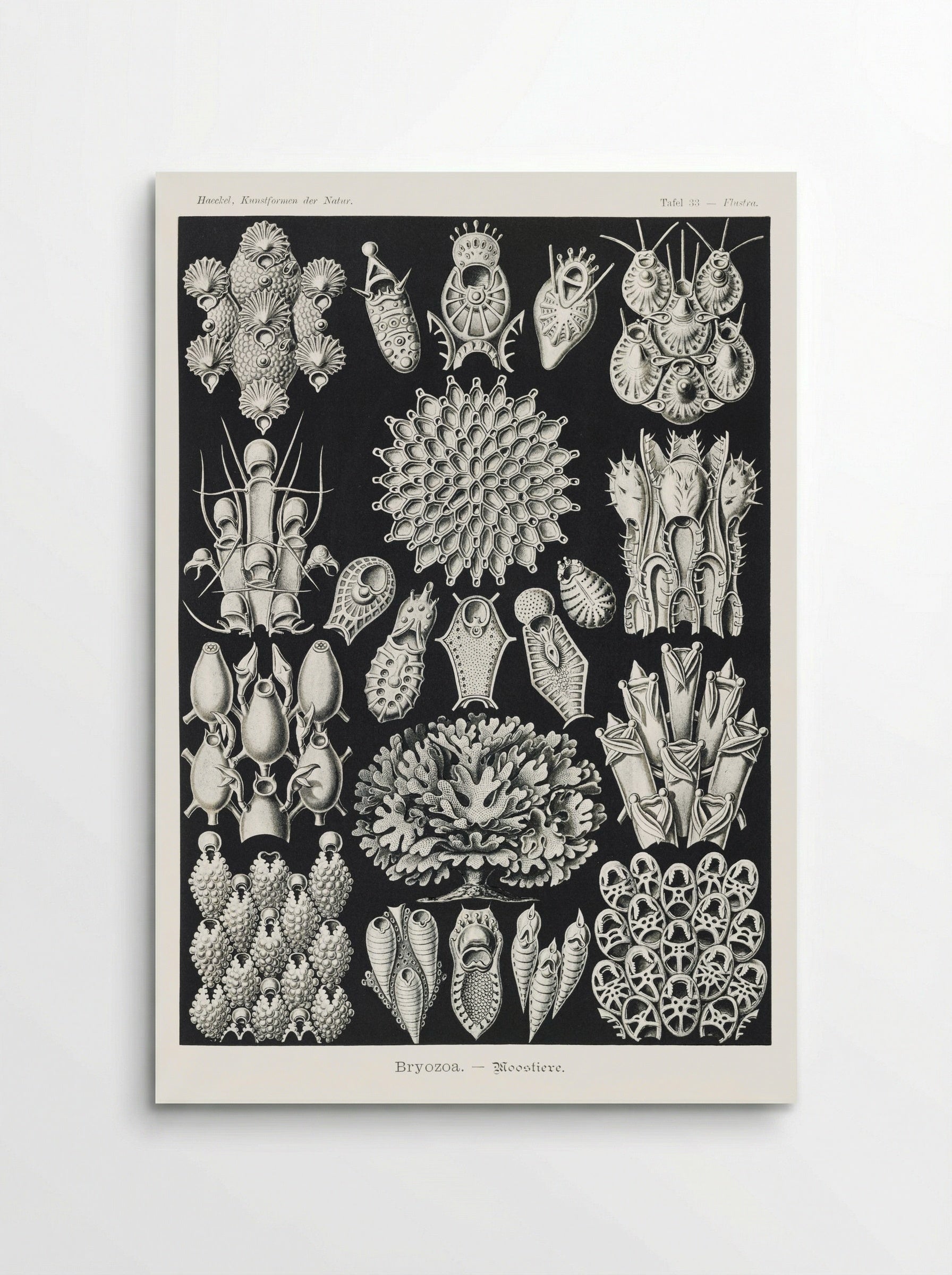Bryozoa-Woostiere (1904) - Ernst Haeckel - Poster