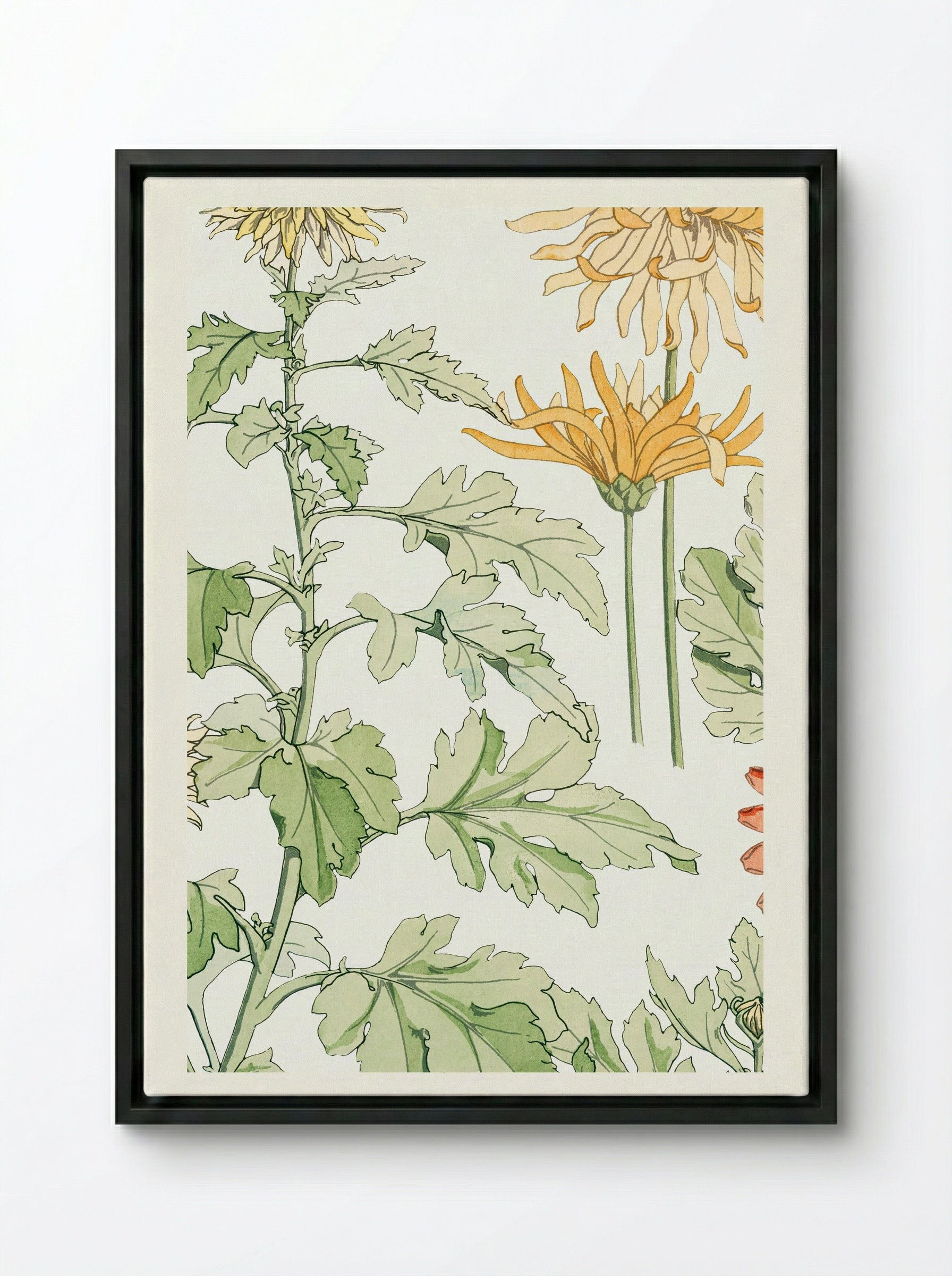 Chrysanthème (Chrysanthemum) - Maurice Pillard Verneuil - Framed Canvas Black