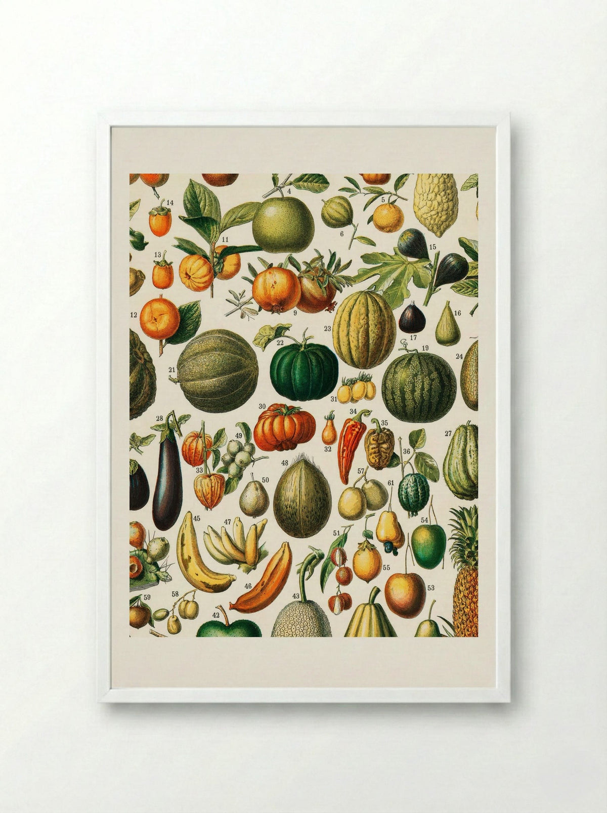 Fruits (from Nouveau Larousse Illustré) - Adolphe Millot - Framed Print White