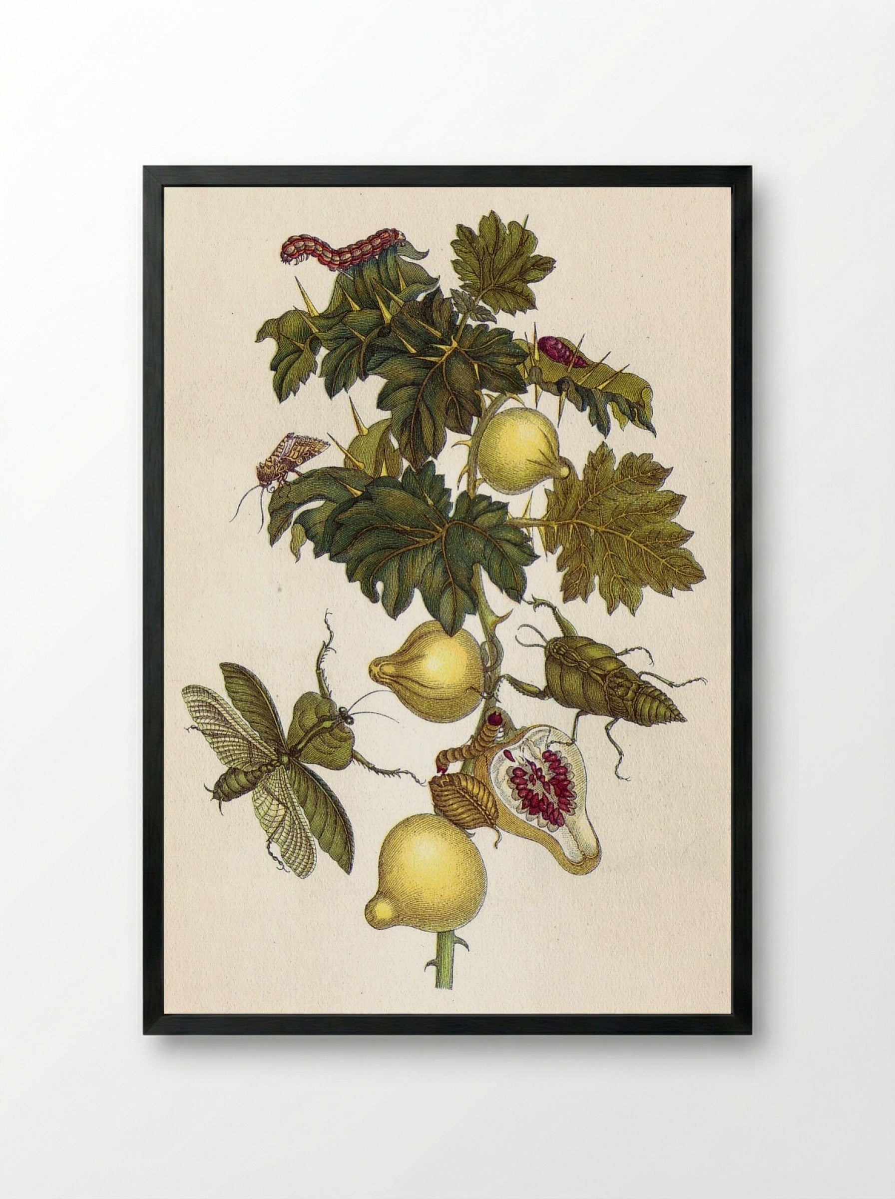 Musa paradisiaca - Maria Sibylla Merian - Framed Print Black