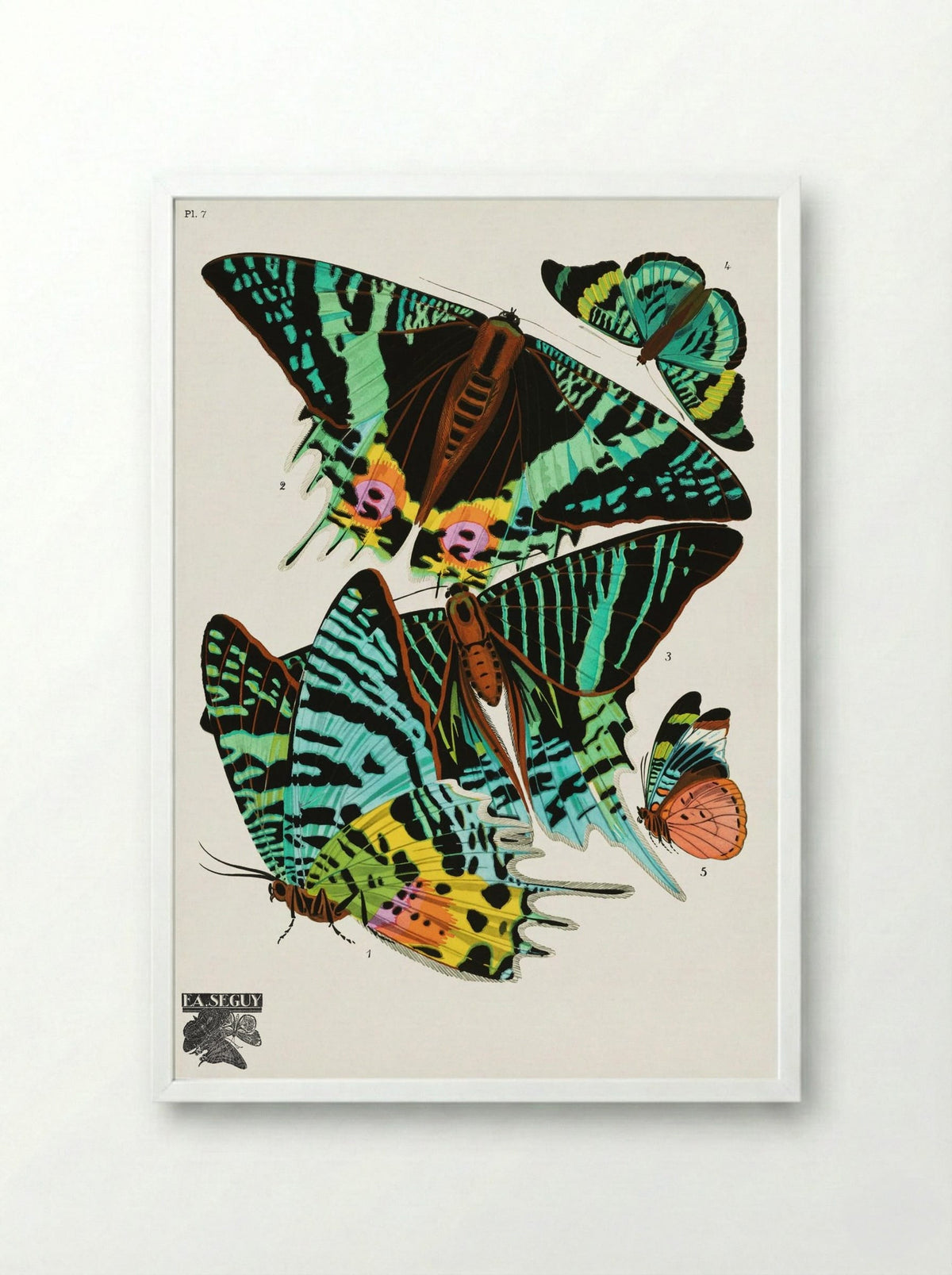 Butterflies (Plate 7) - Émile-Allain Séguy - Framed Print White