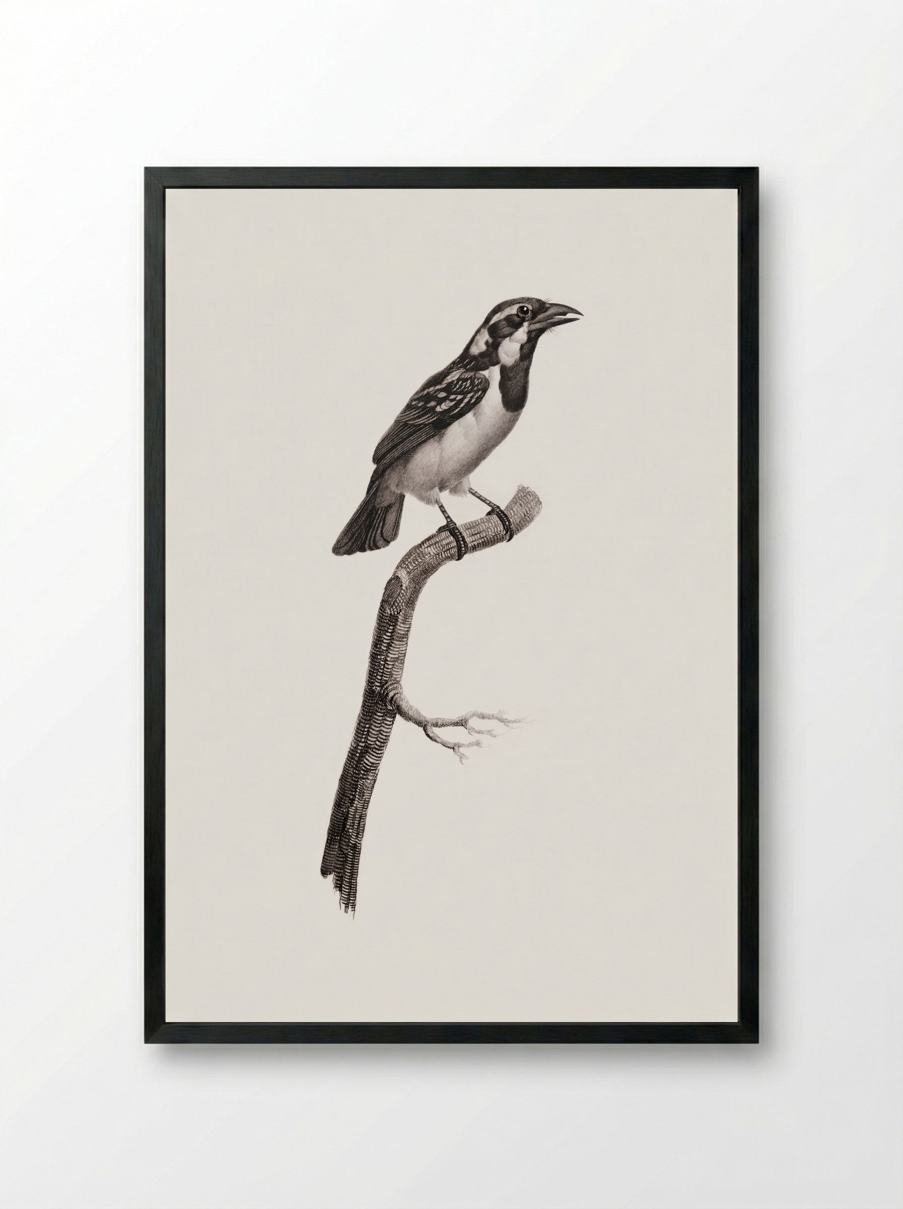Black-throated Sparrow - Jacques Barraband - Framed Print Black