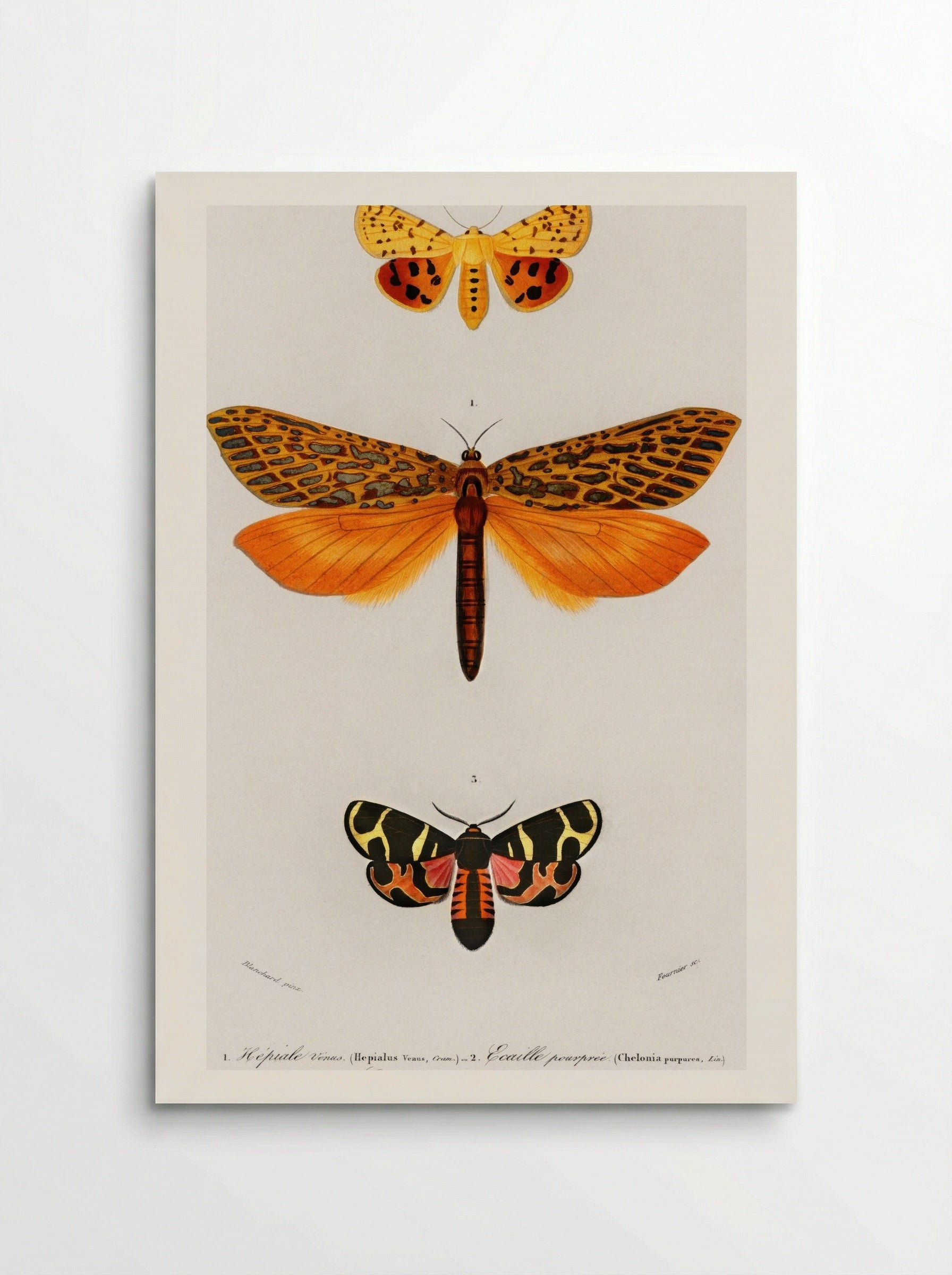 Different Types of Moths - Charles Dessalines D'Orbigny - Poster