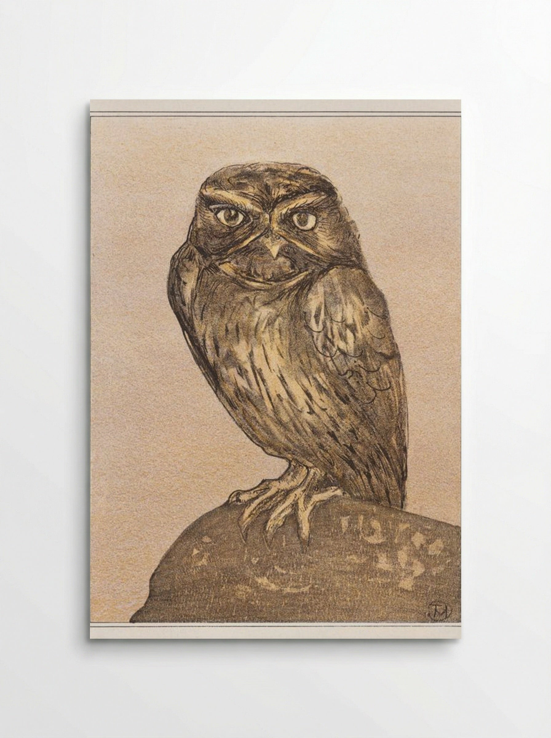 Little Owl on a Rock - Theo van Hoytema - Poster