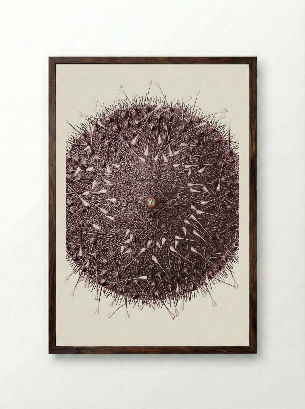Sea Urchin Illustration - Albert I of Monaco - Framed Print Dark Wood