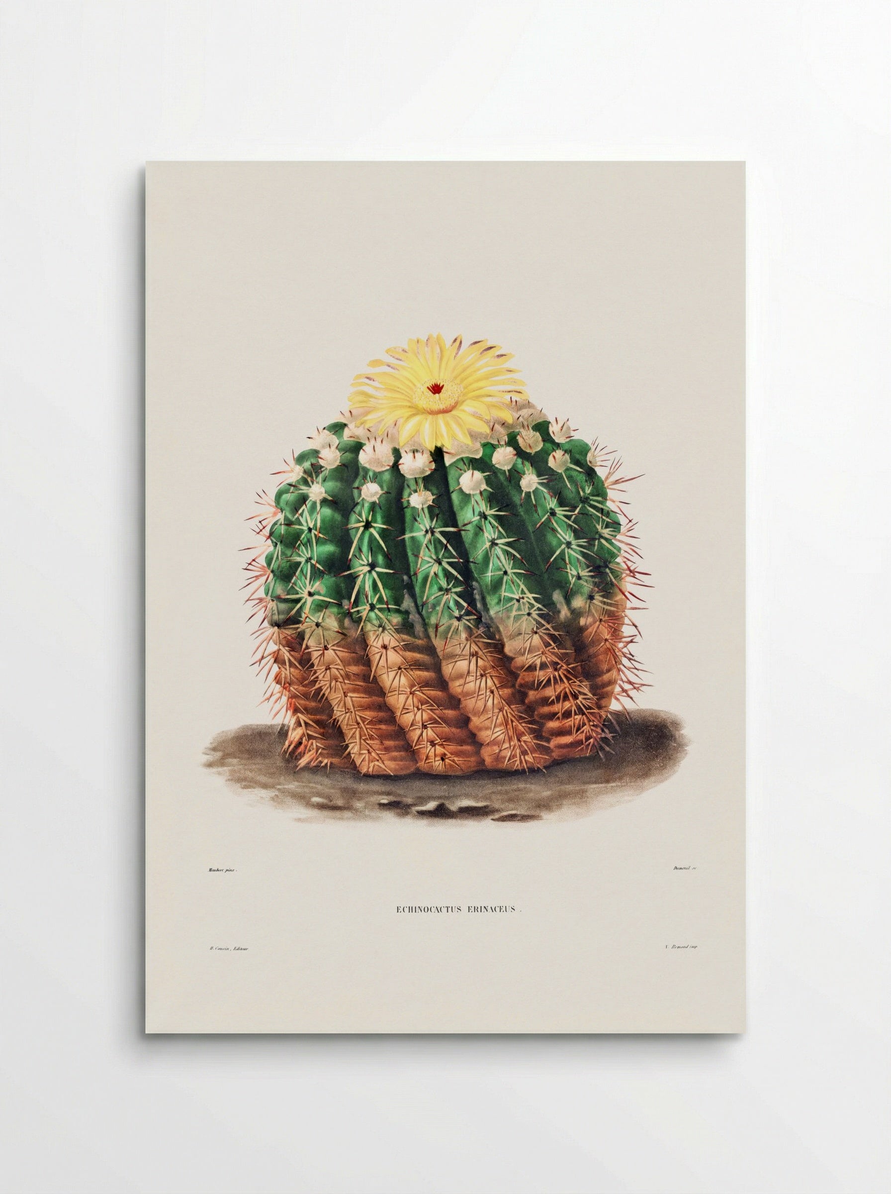 Golden Barrel Cactus (Echinocactus rinaceus) - Charles Antoine Lemaire - Poster