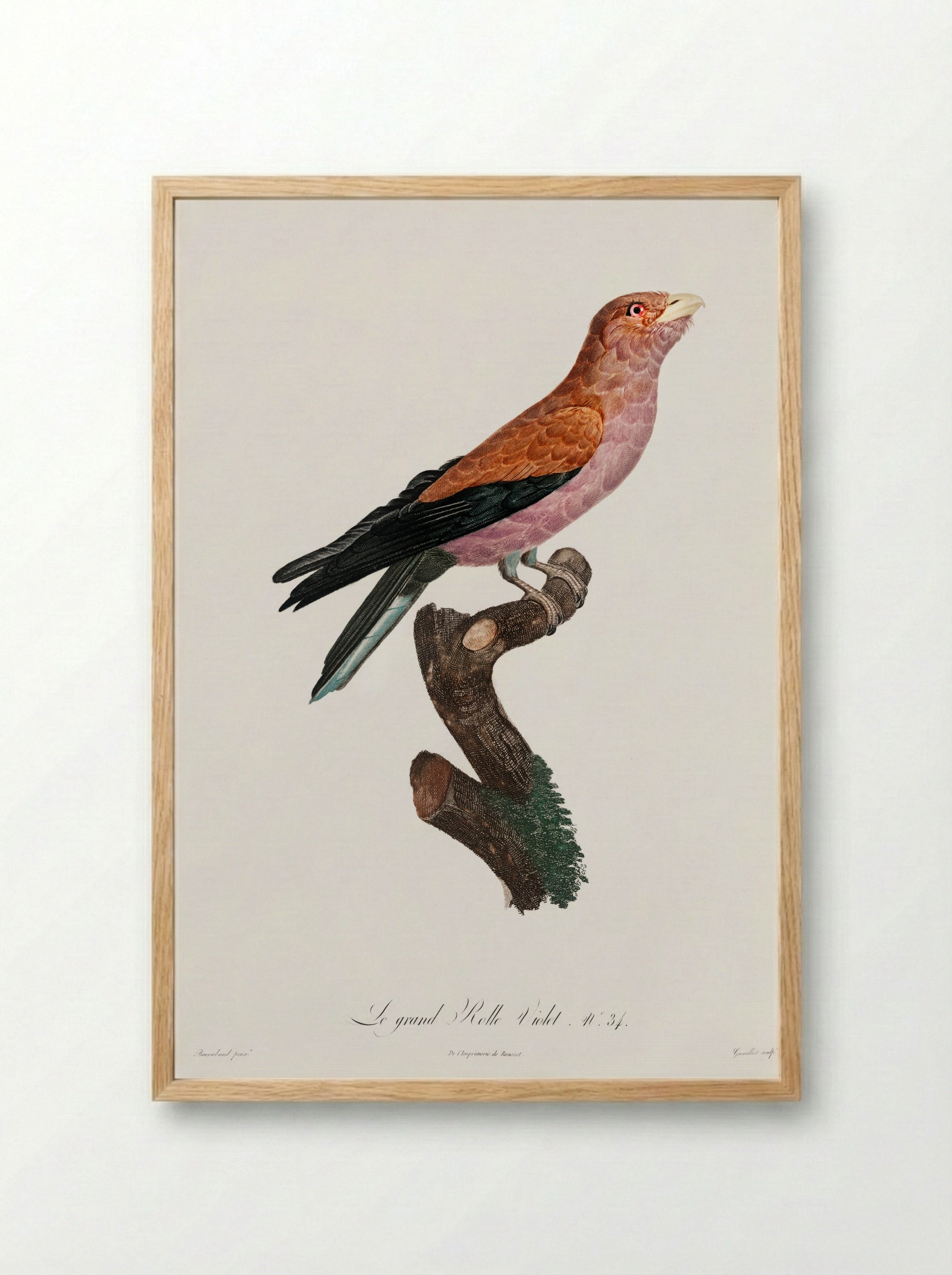 Great Violet Roller - Jacques Barraband - Framed Print Wood