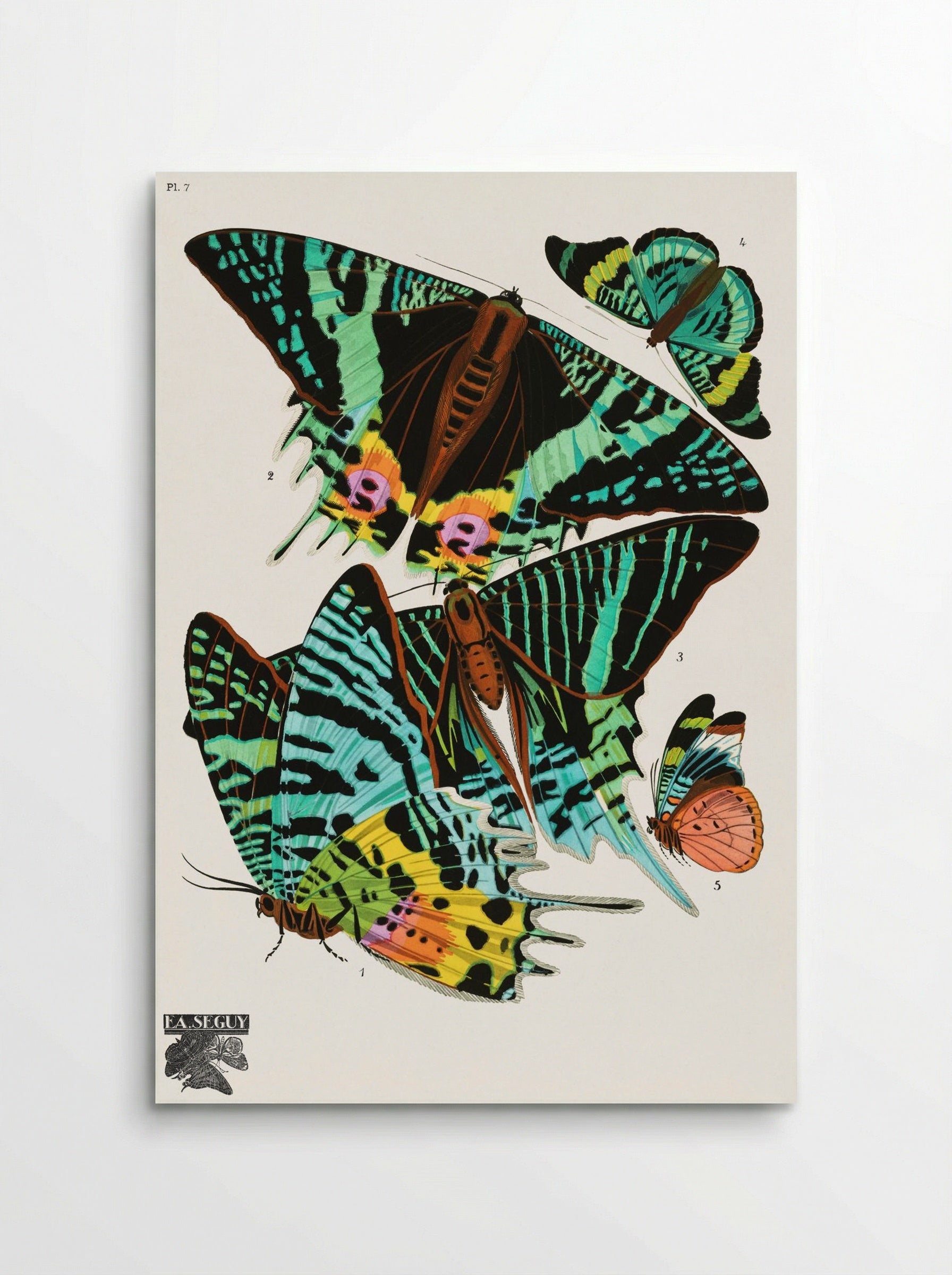 Butterflies (Plate 7) - Émile-Allain Séguy - Poster