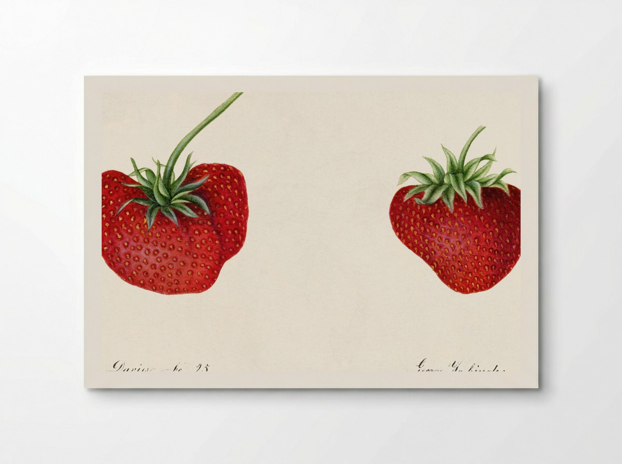 Strawberries (Fragaria) (1890) - William Henry Prestele - Poster
