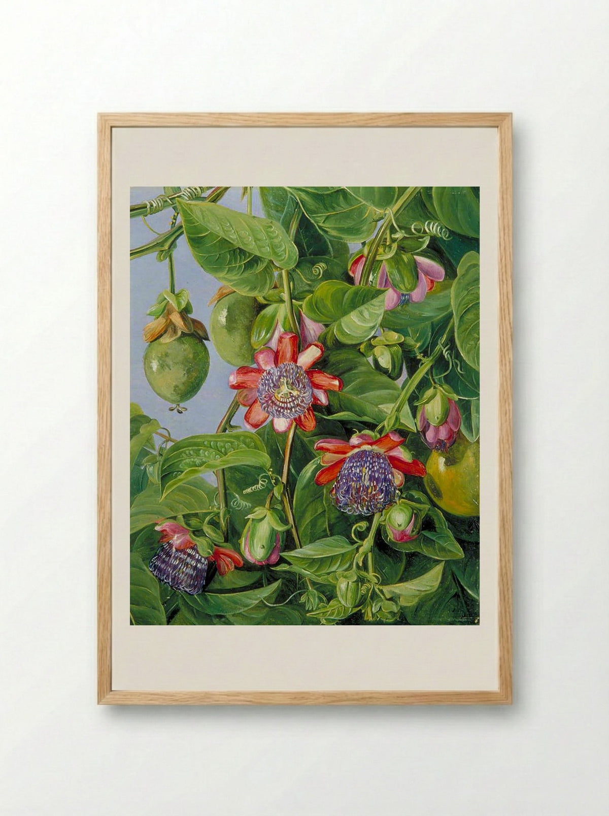 Flowers and Fruit of the Maricojas Passion Flower, Brazil - Marianne North - Framed Print Wood