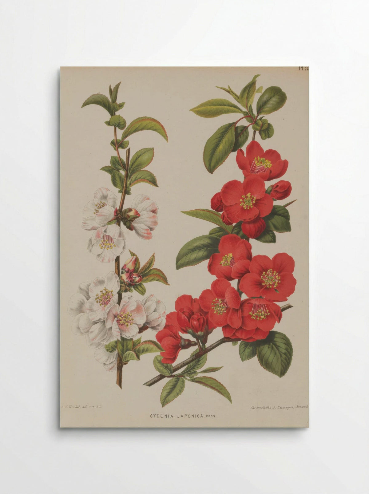 Cydonia Japonica Thunb. Pers. - A. J. Wendel - Poster